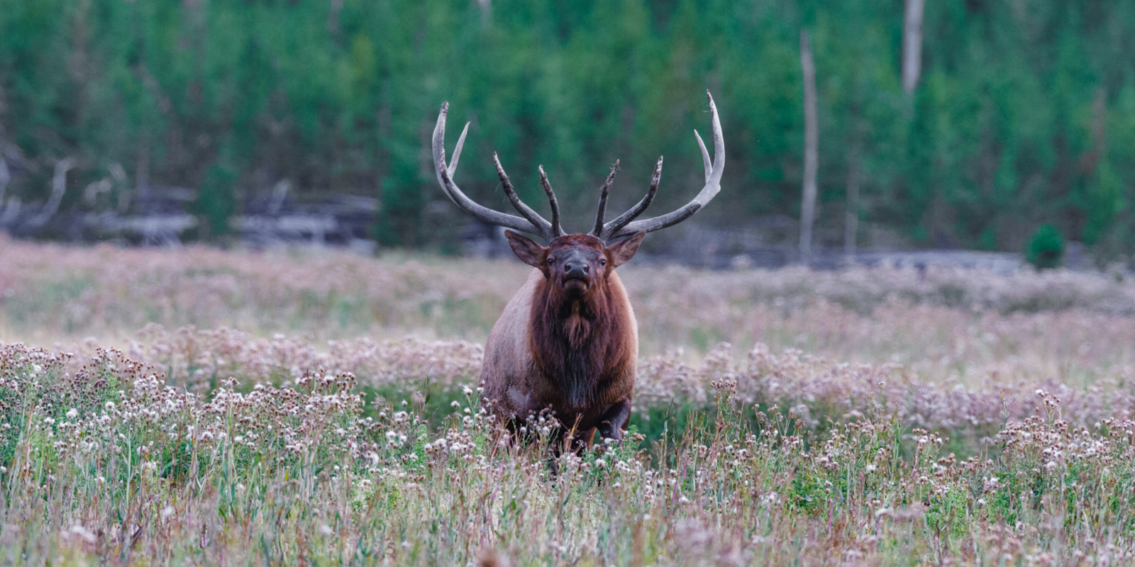 Bull on alert after hearing another bull