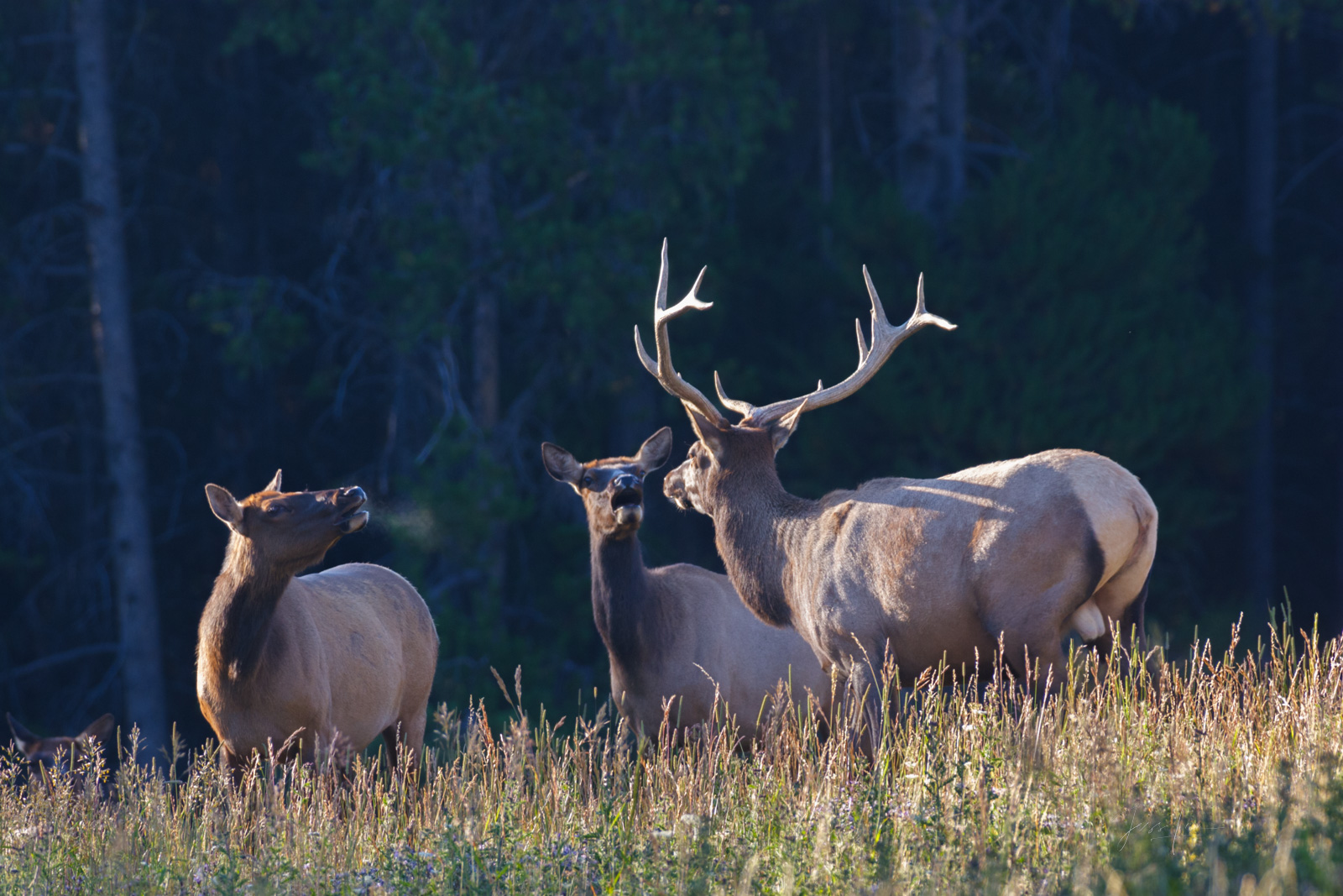 Elk in meadow