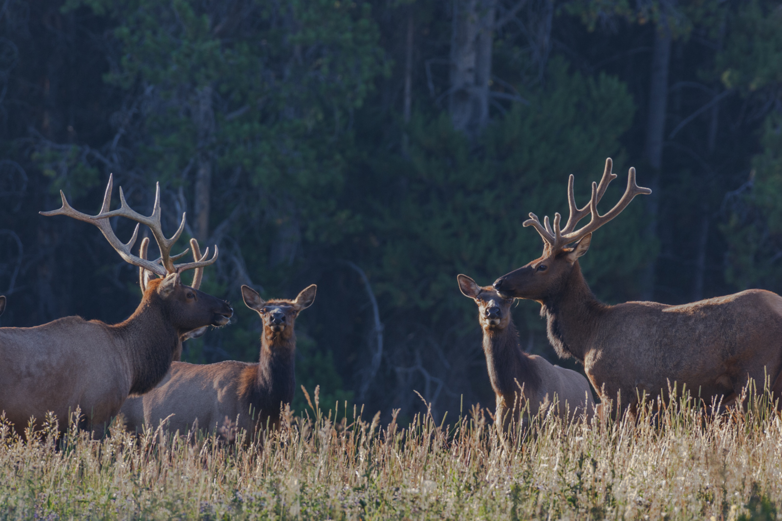 Bulls and cow elk