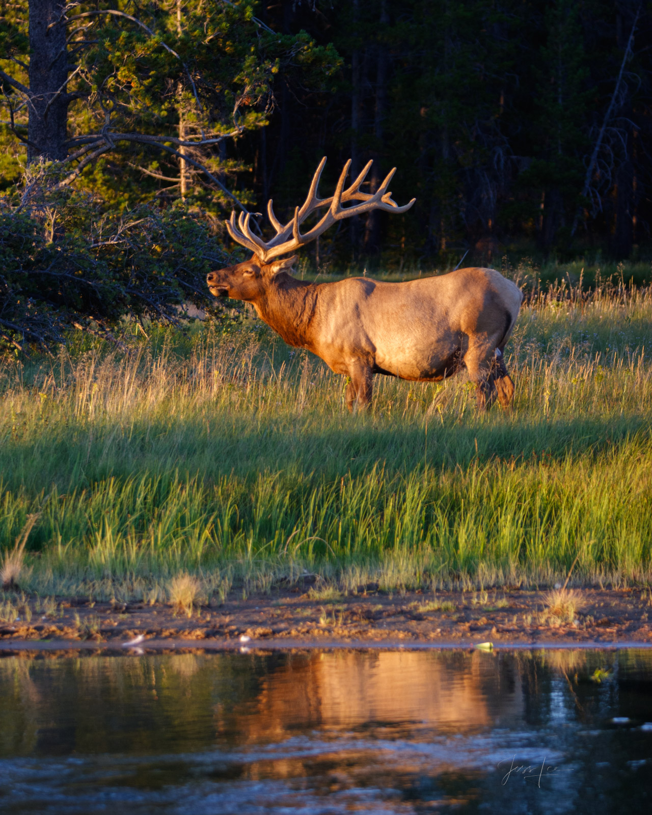 Bull elk reflecting in the pond in the morning light