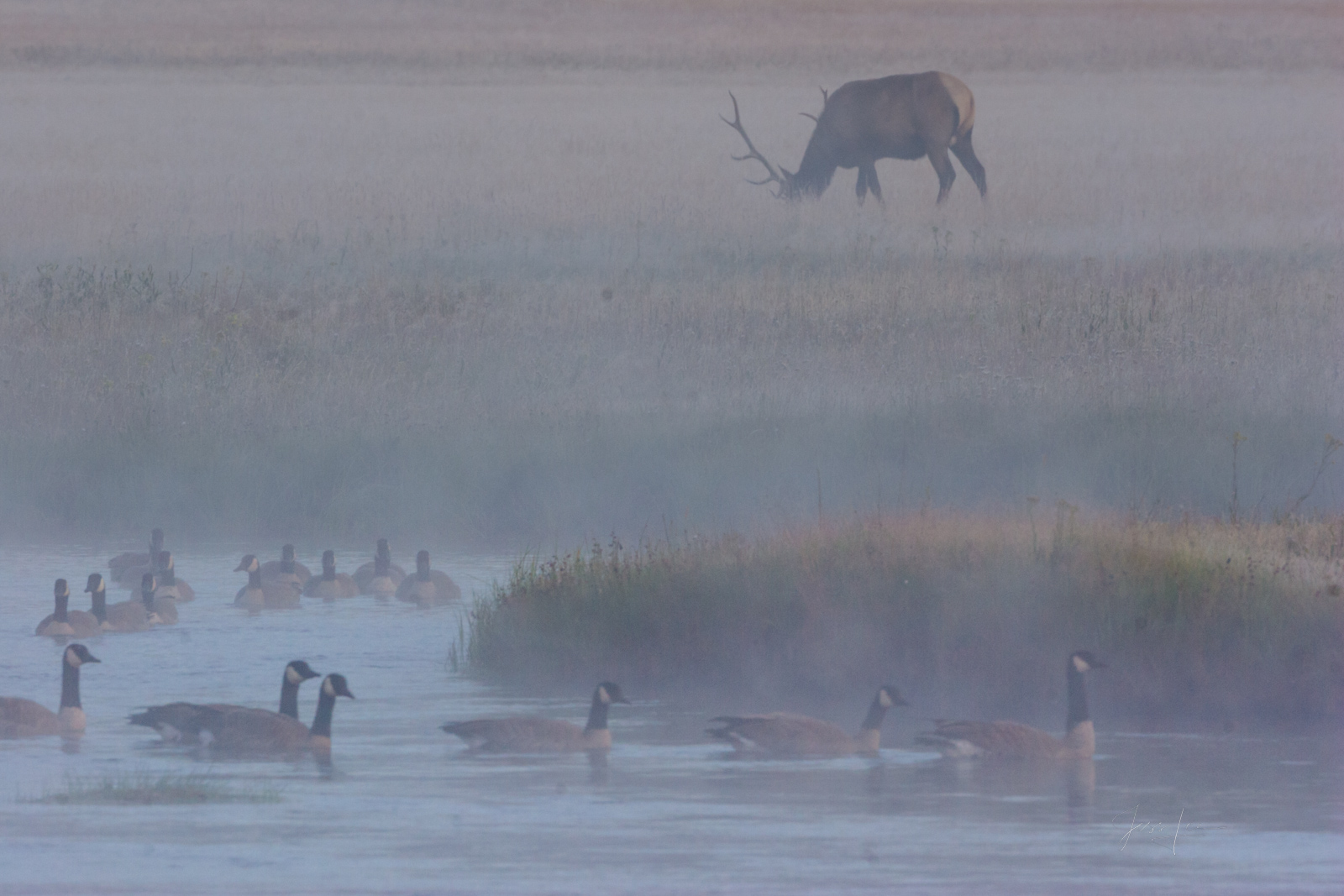 Bull elk and geese on the side of the Madison River 