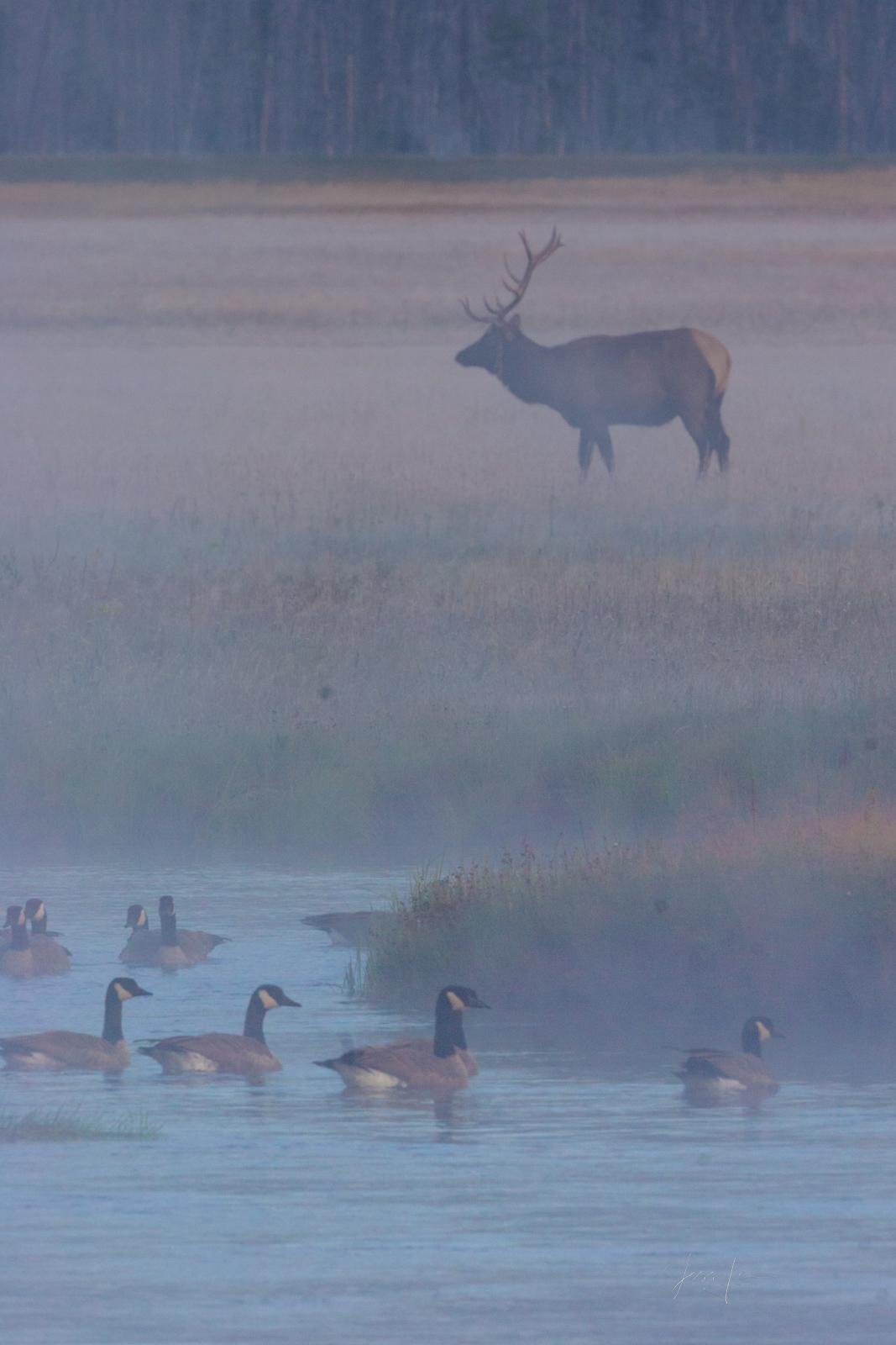 River Blues Elk Photos, Wildlife Photography, Beautiful Photos