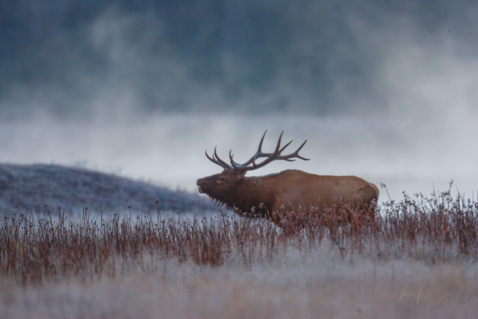 Bull Elk on the river bank 