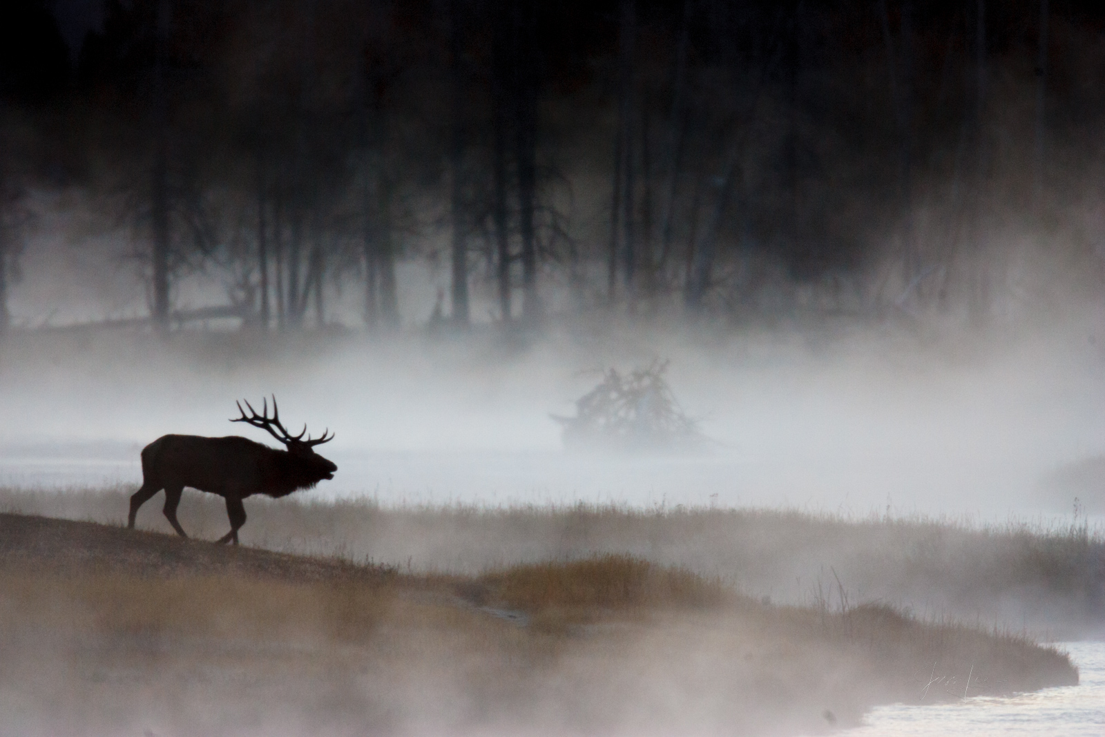Morning Fog Elk in Fog