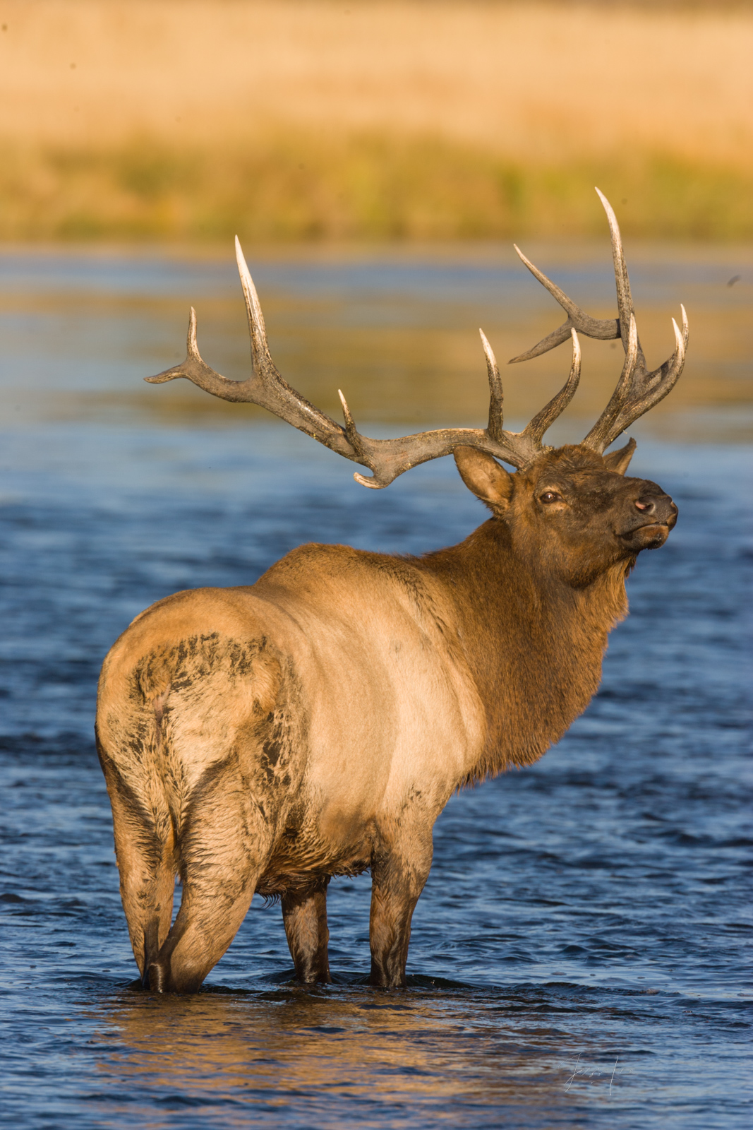 Bull Elk in stream