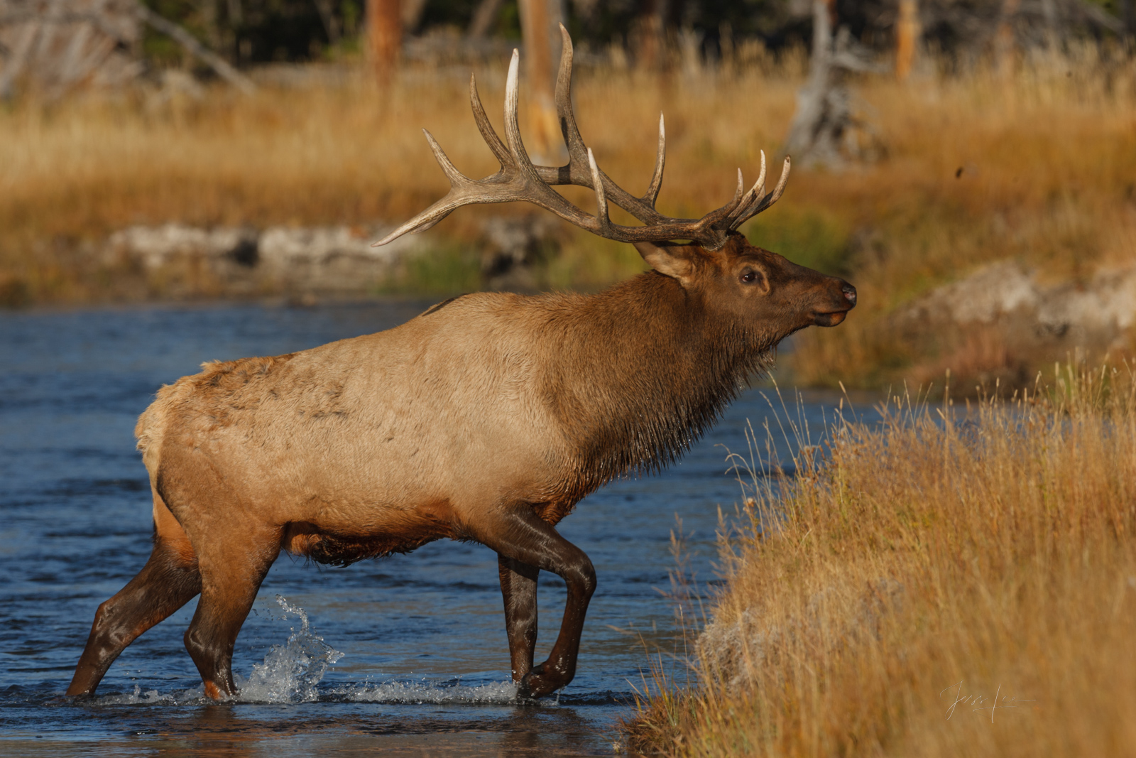 Bull Elk on the edge of a stream
