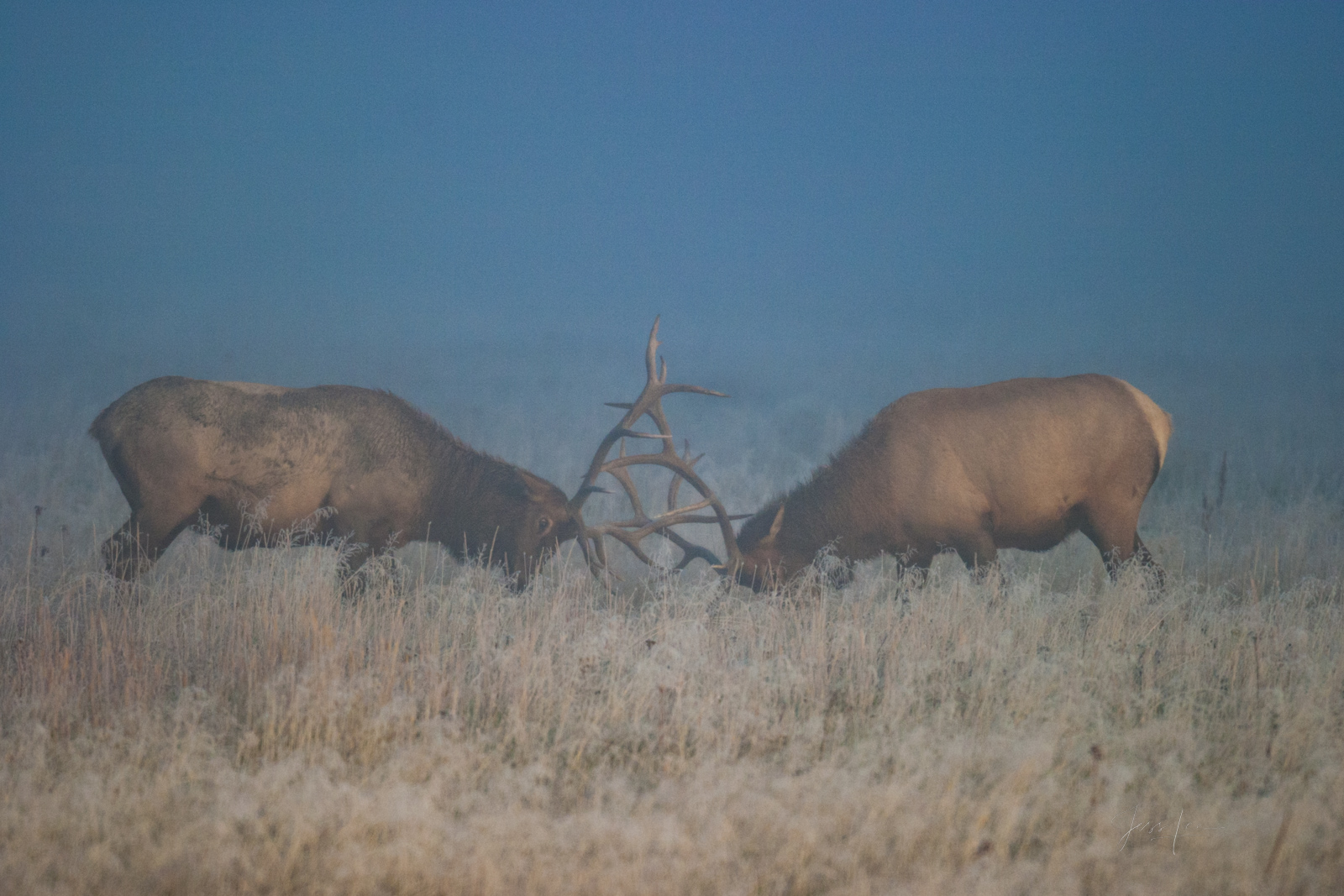 Bull Elk Fighting