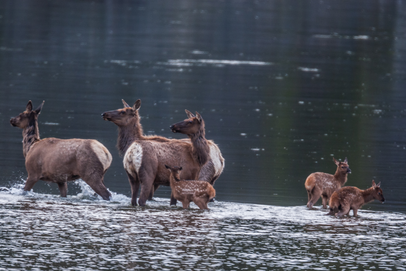 Cow and calf elk crossing a river
