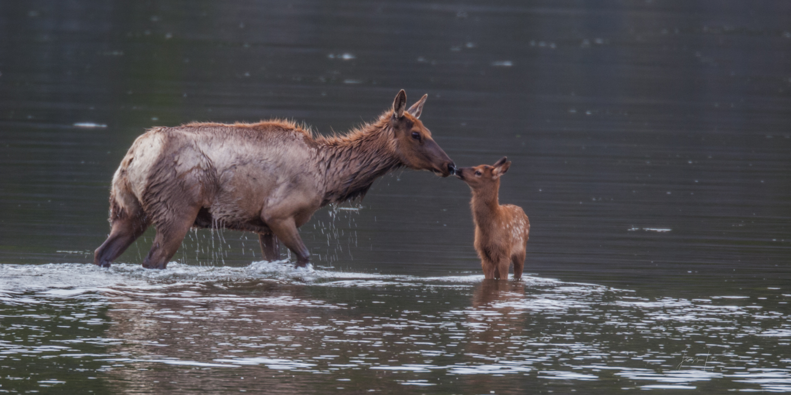 Cow Elk reassuring her calf about crossing a river.