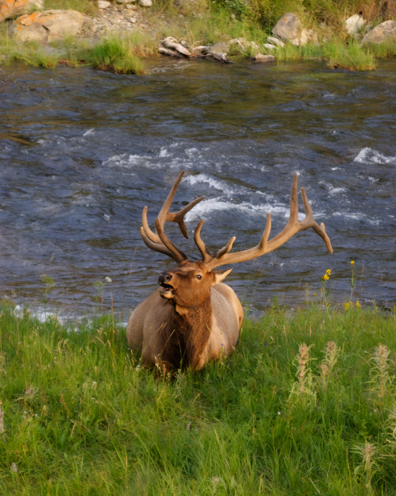 Bull elk laying down while bugling