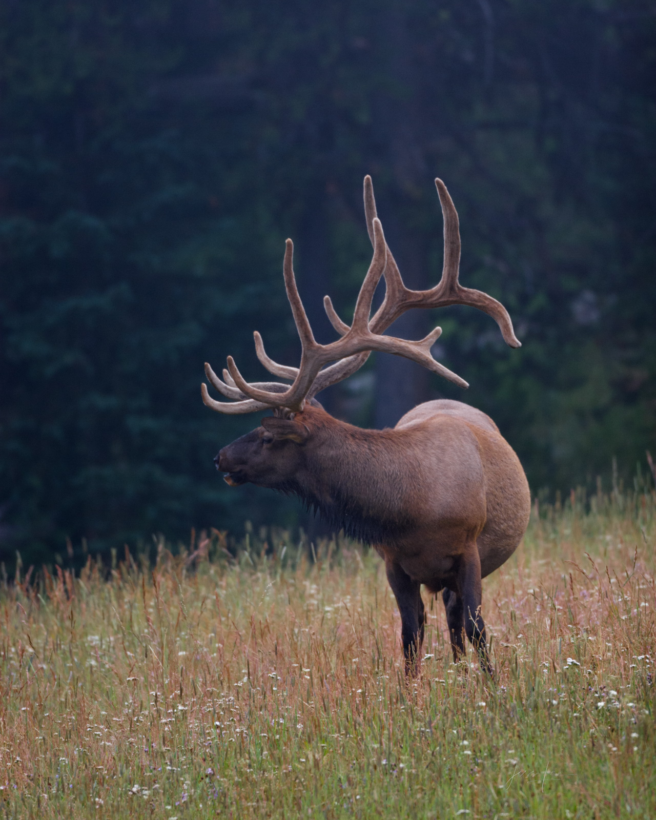 Bull elk in a fall colored meadow