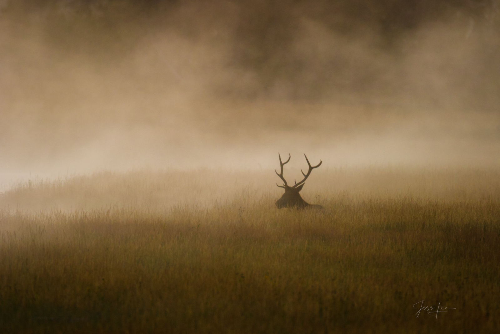 Elk in deep grass