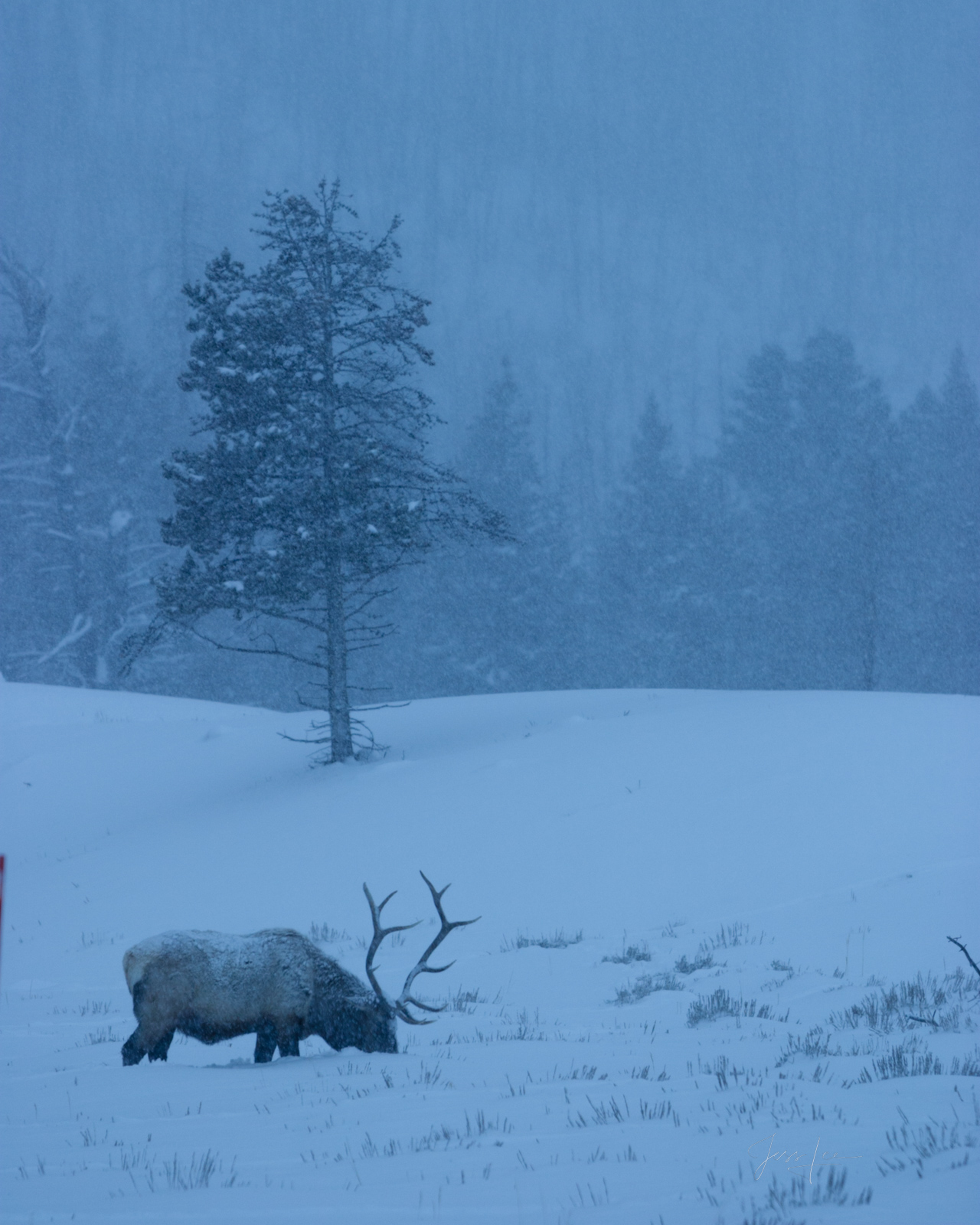 Winter Elk Photo Print, Bull Elk