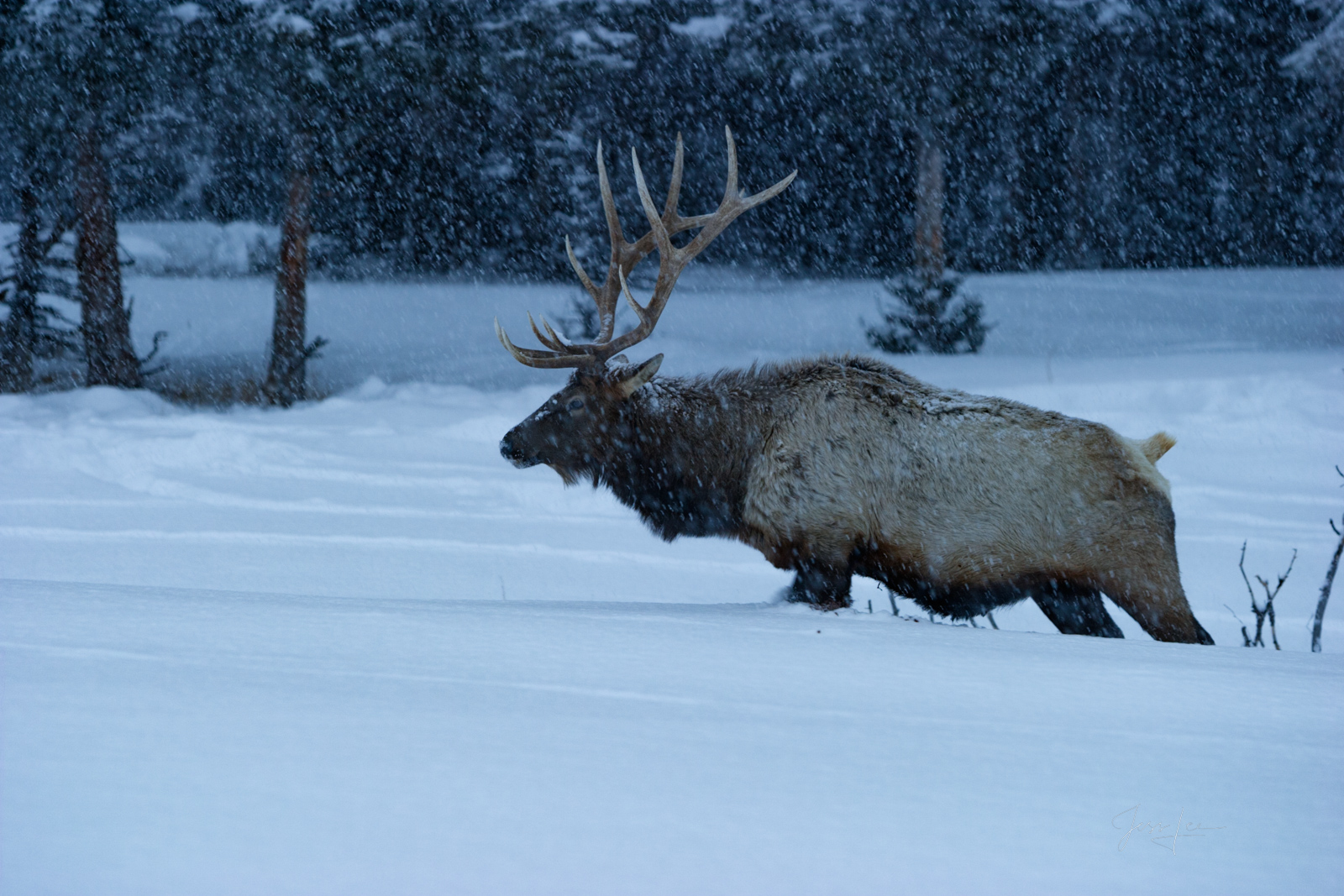 One step at a time elk in deep winter snow