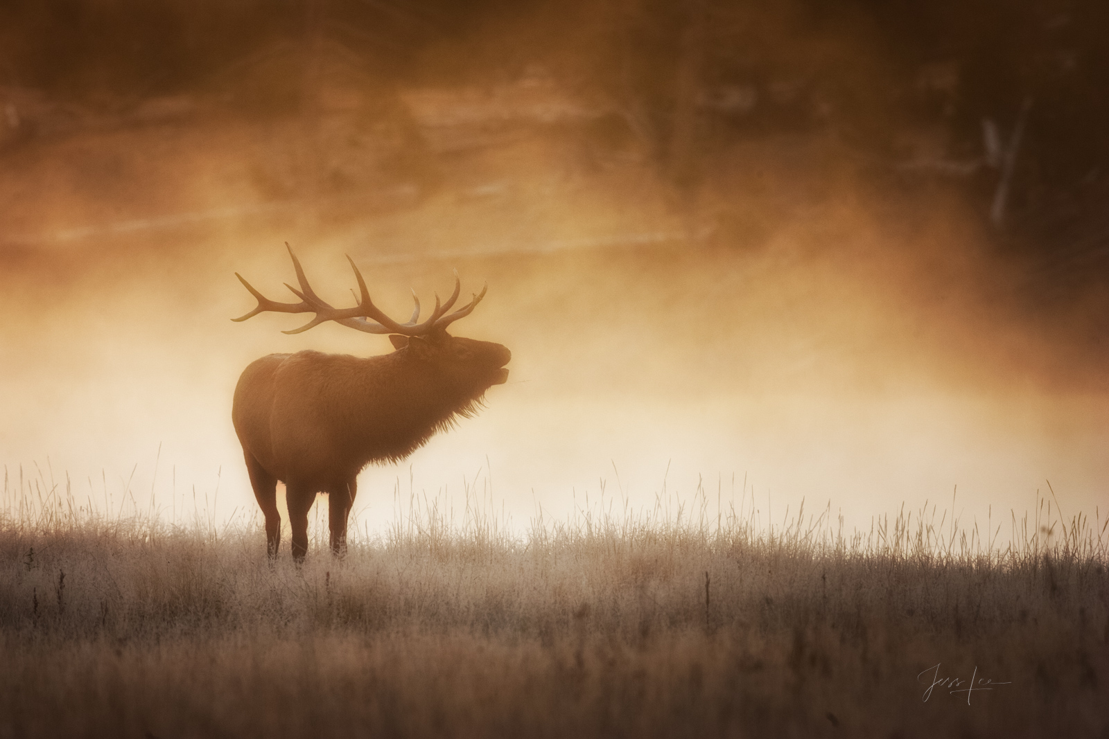 Elk Photos | Wildlife Photography Prints for Sale | Photos by Jess Lee
