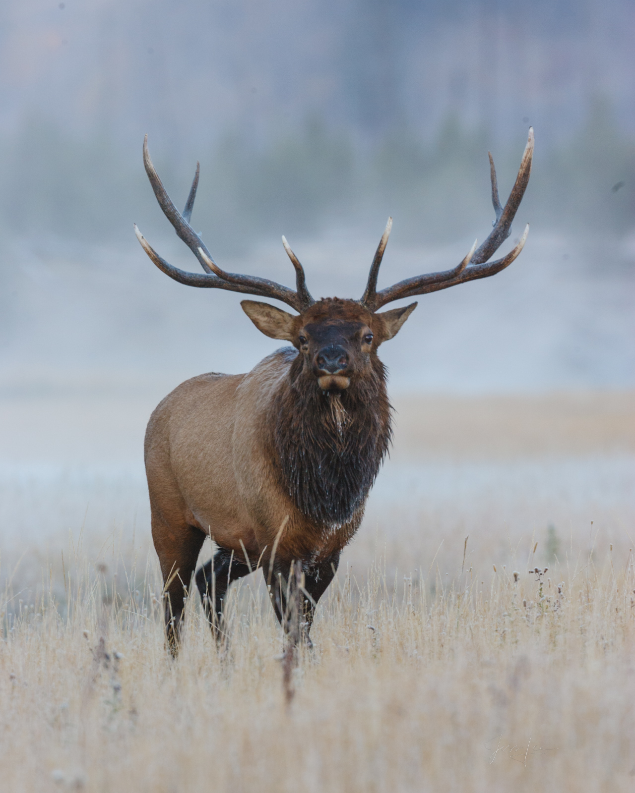 Bull elk Bugling
