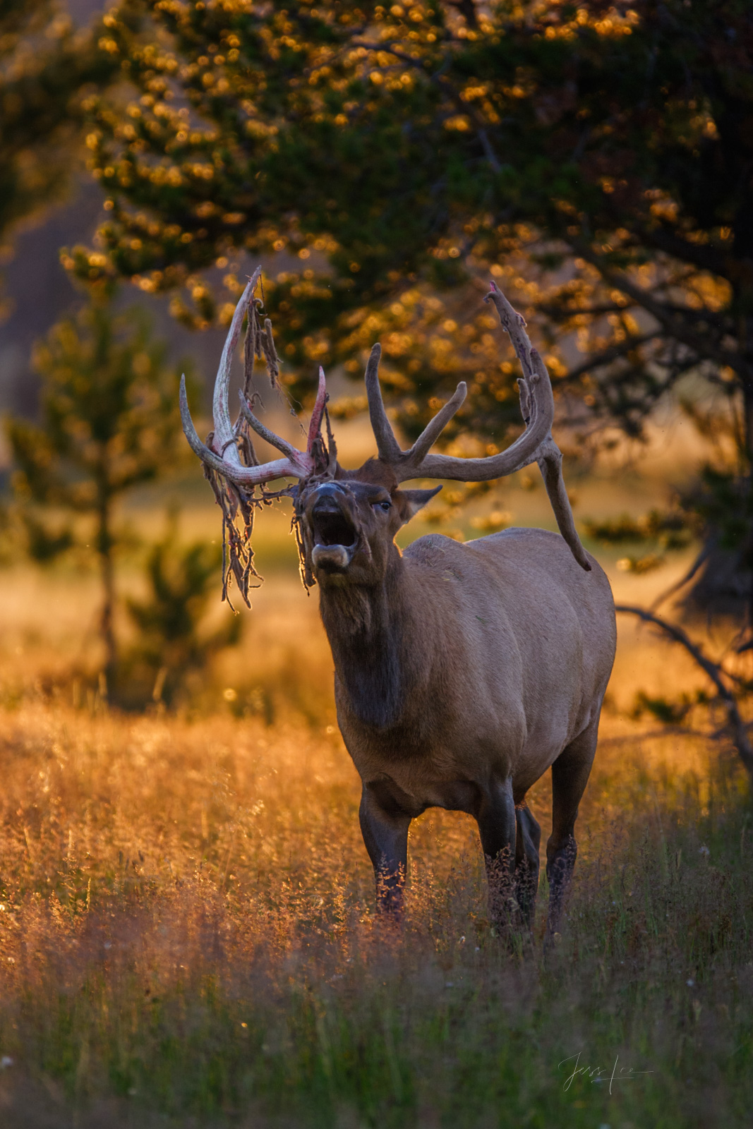 Bull elk bugling