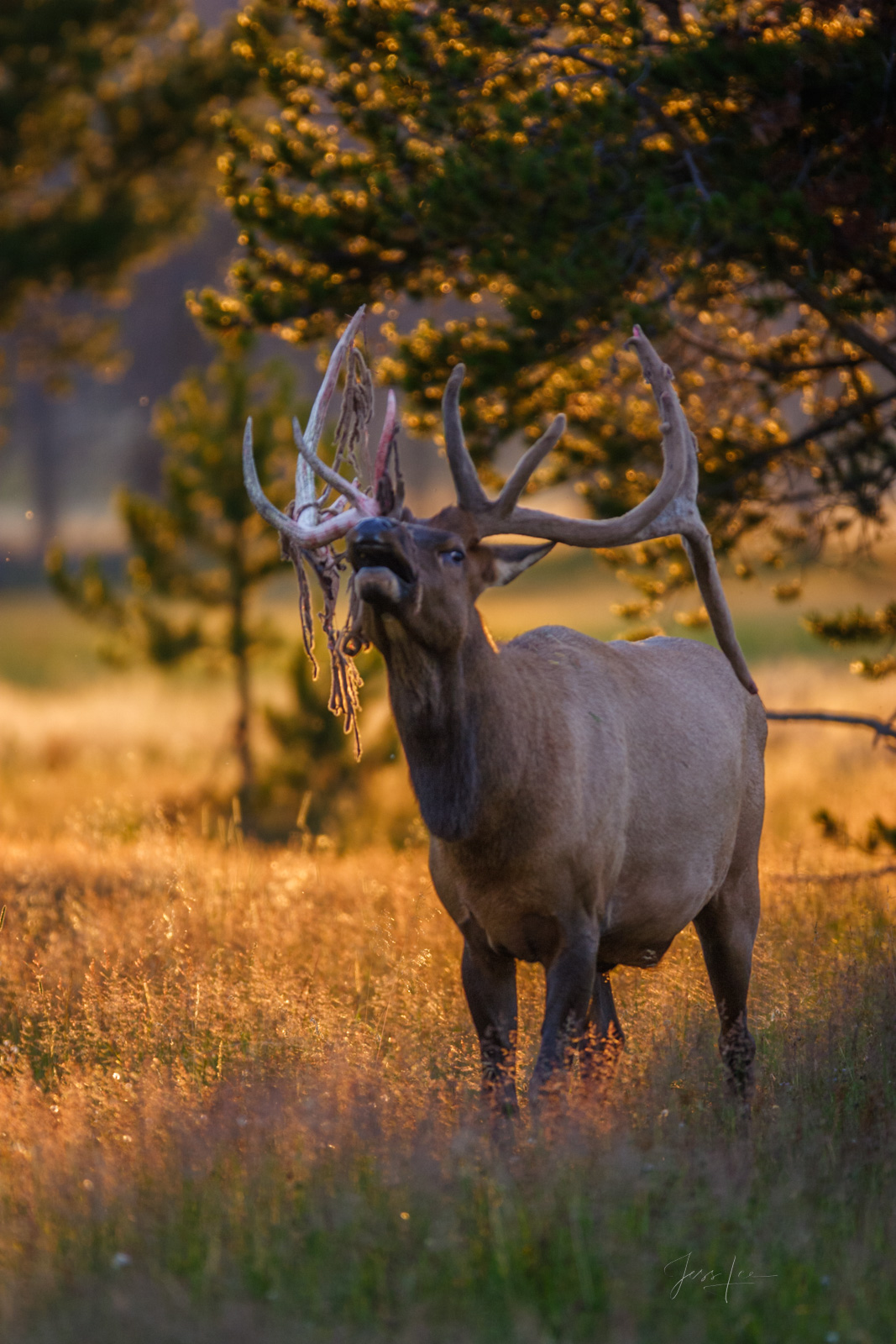 Rag Horn bull with fresh velvet 