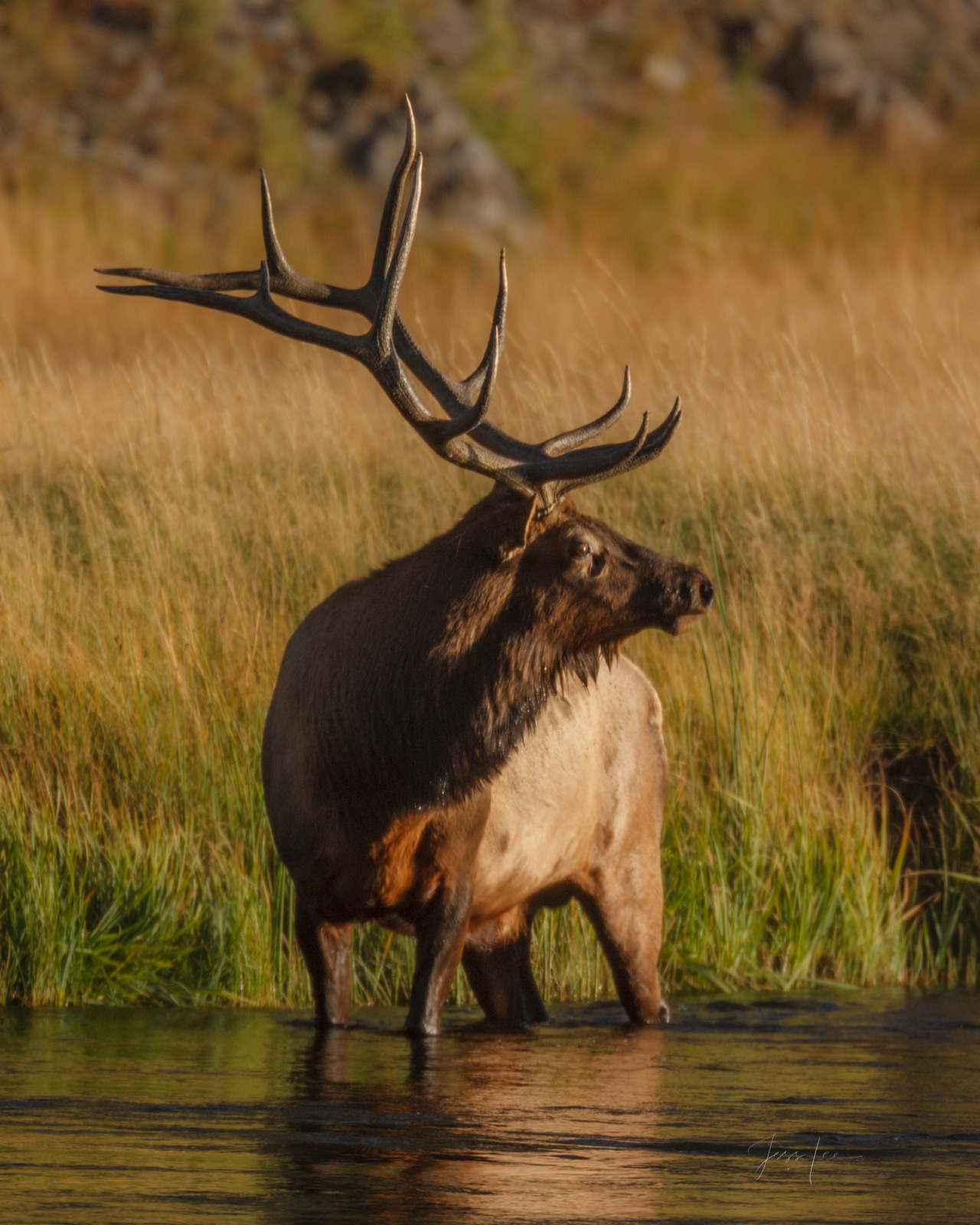 Elk drinking in river stops to listen