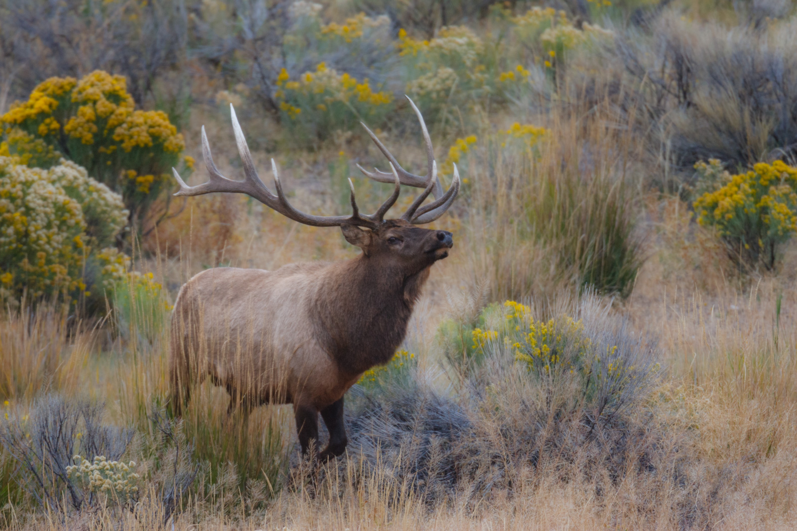Sage King Big Bull Elk in Sagebrush