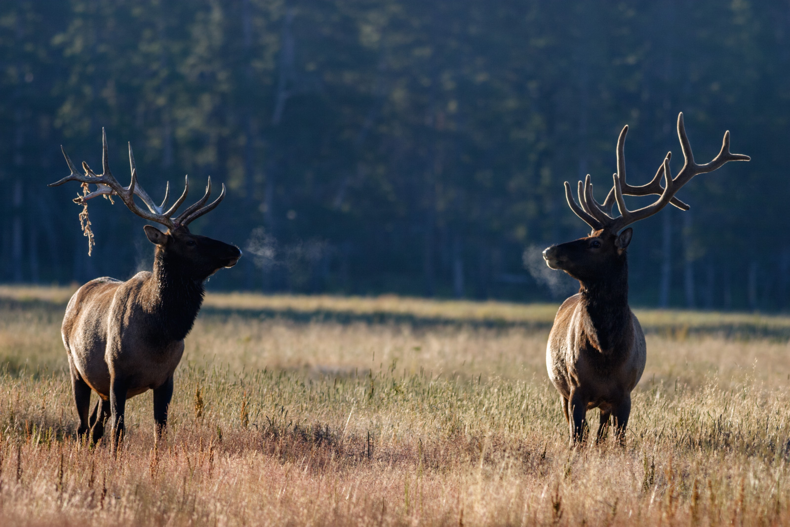Two Bull Elk facing off in a challange