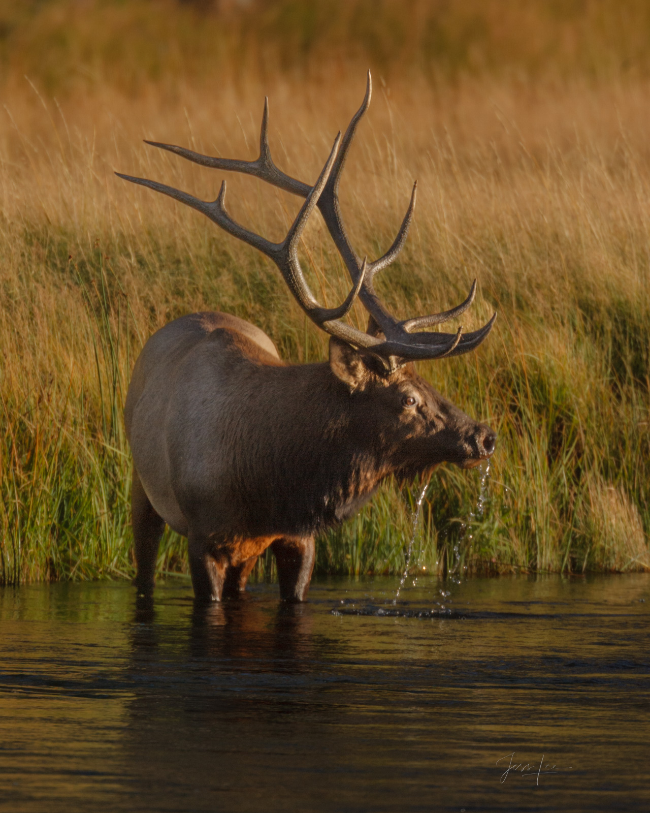 Bull Elk surprised while drinking
