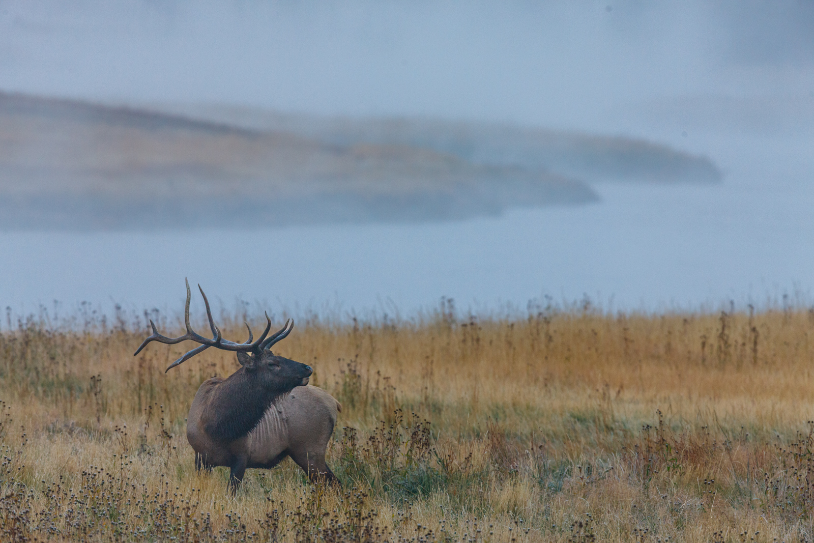 Elk Photo Print, Bull Elk bugling