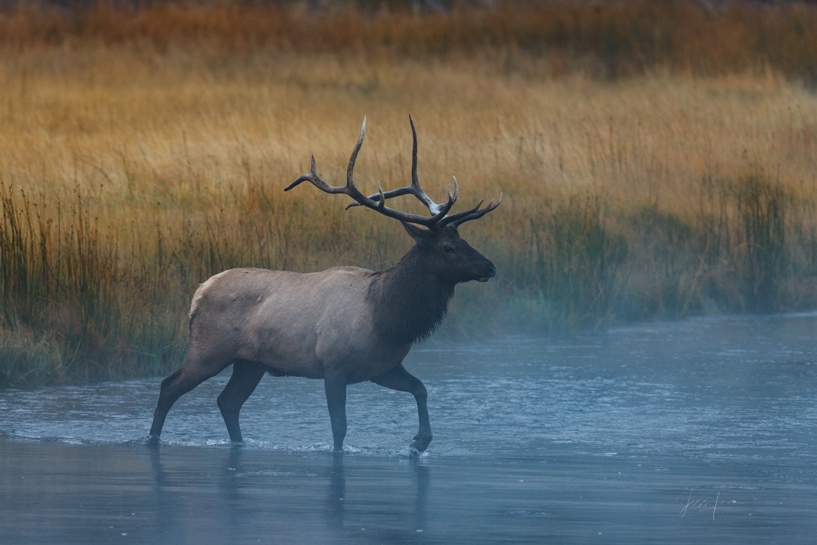 Bull elk crossing river.