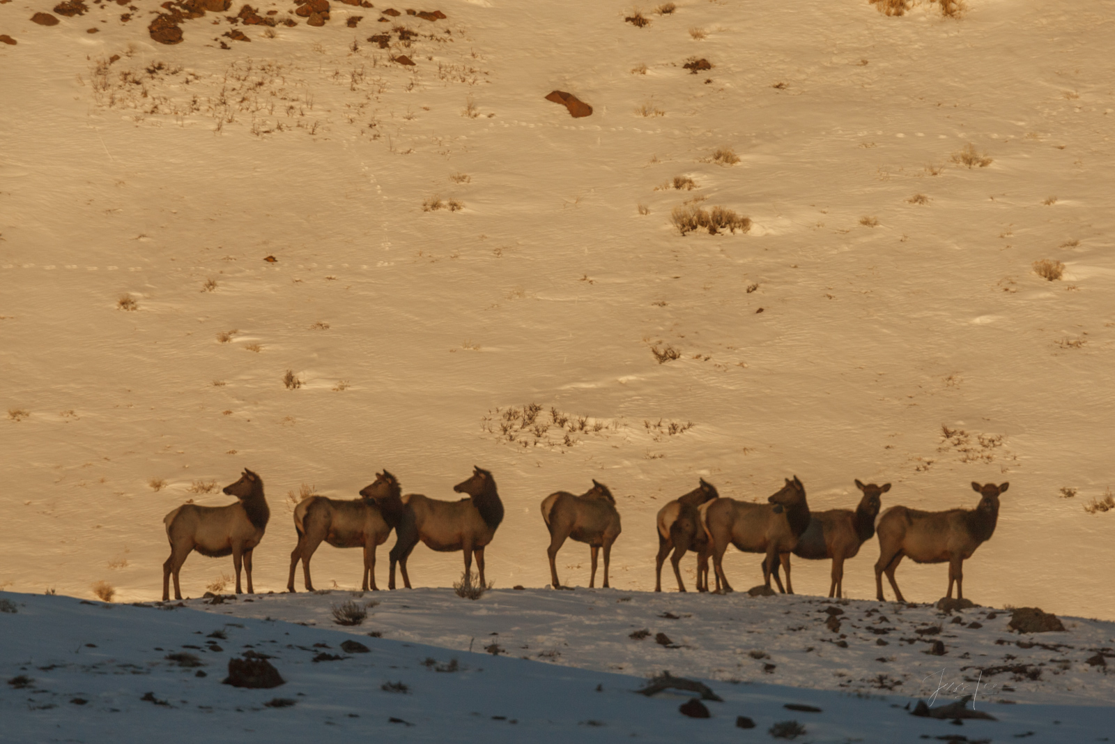 Elk Photo Print,  Elk herd