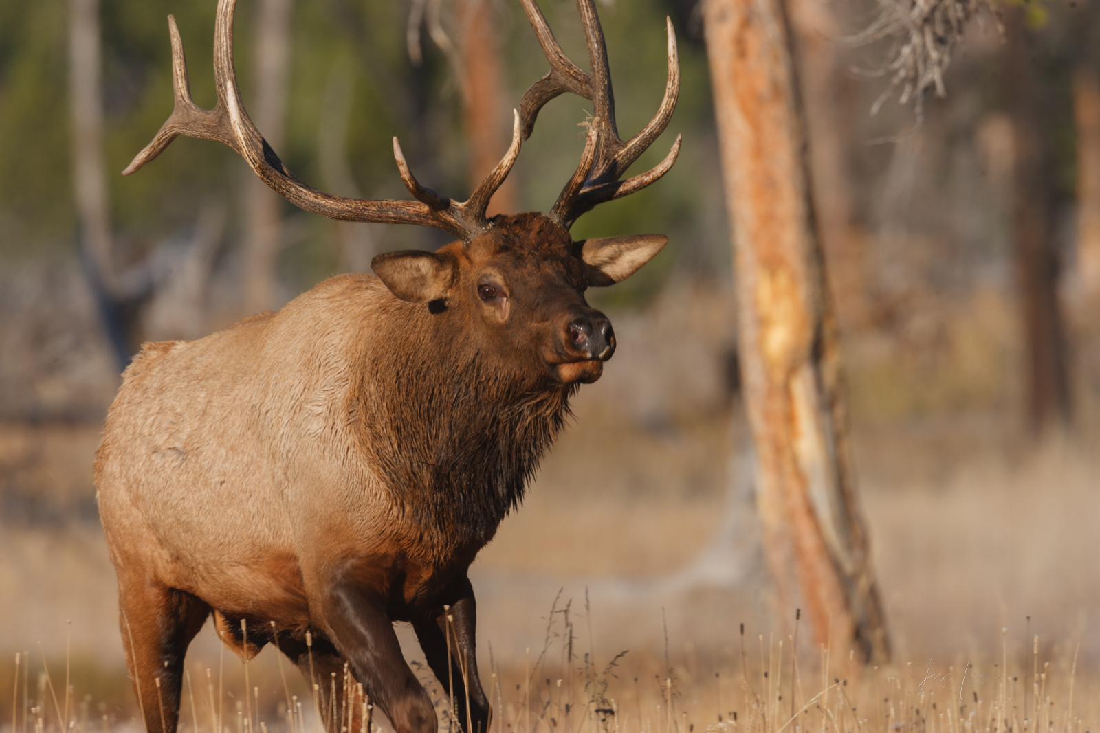 Bull Elk Calling his Cows