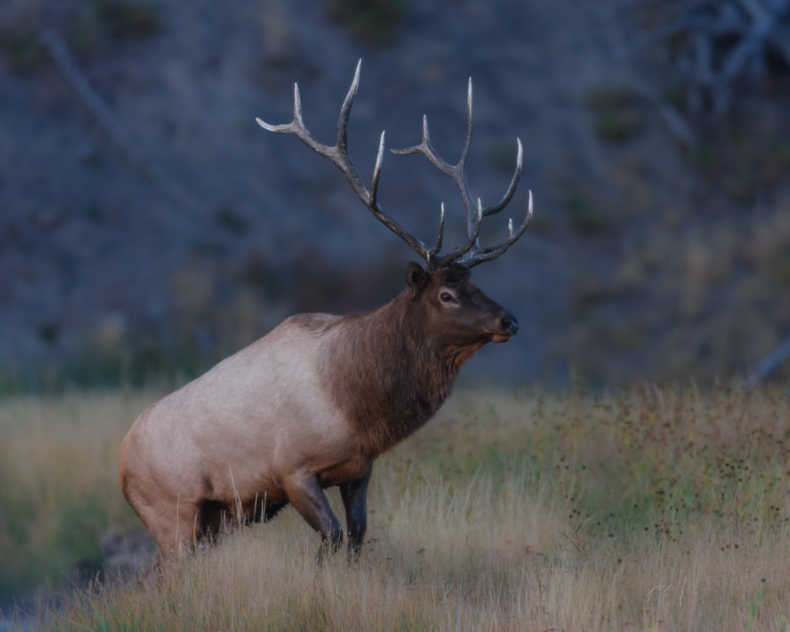 Elk Photo Print, Bull Elk