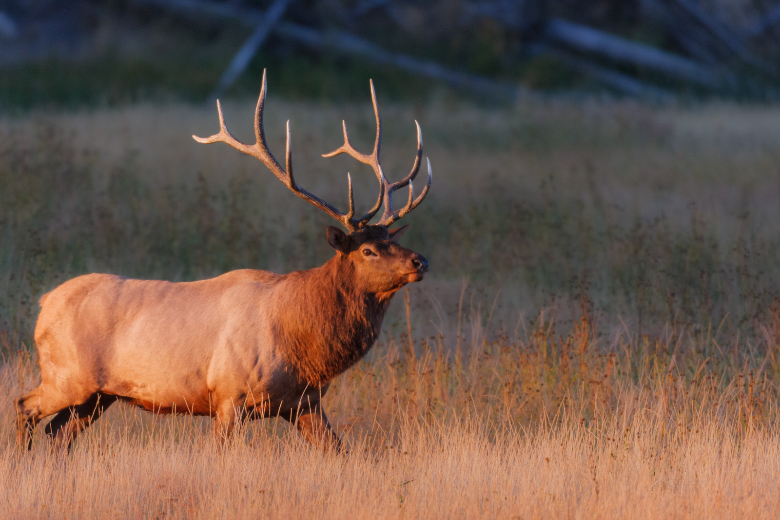 Big Elk Photo Print, Bull Elk