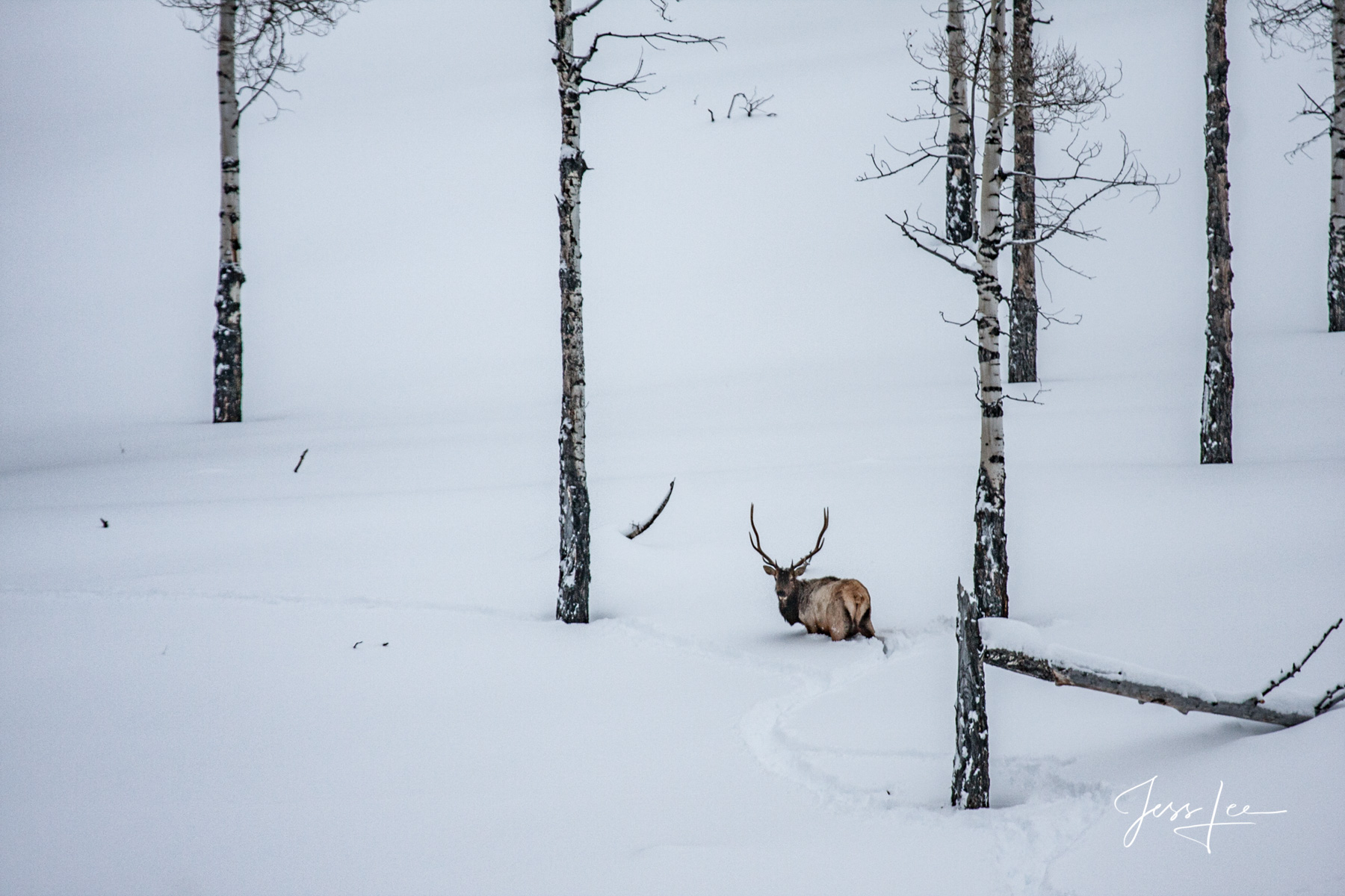 Limited Edition of 50 Exclusive high-resolution Museum Quality Fine Art Prints of Elk Valley and Trees. Photo Copyright © Jess...