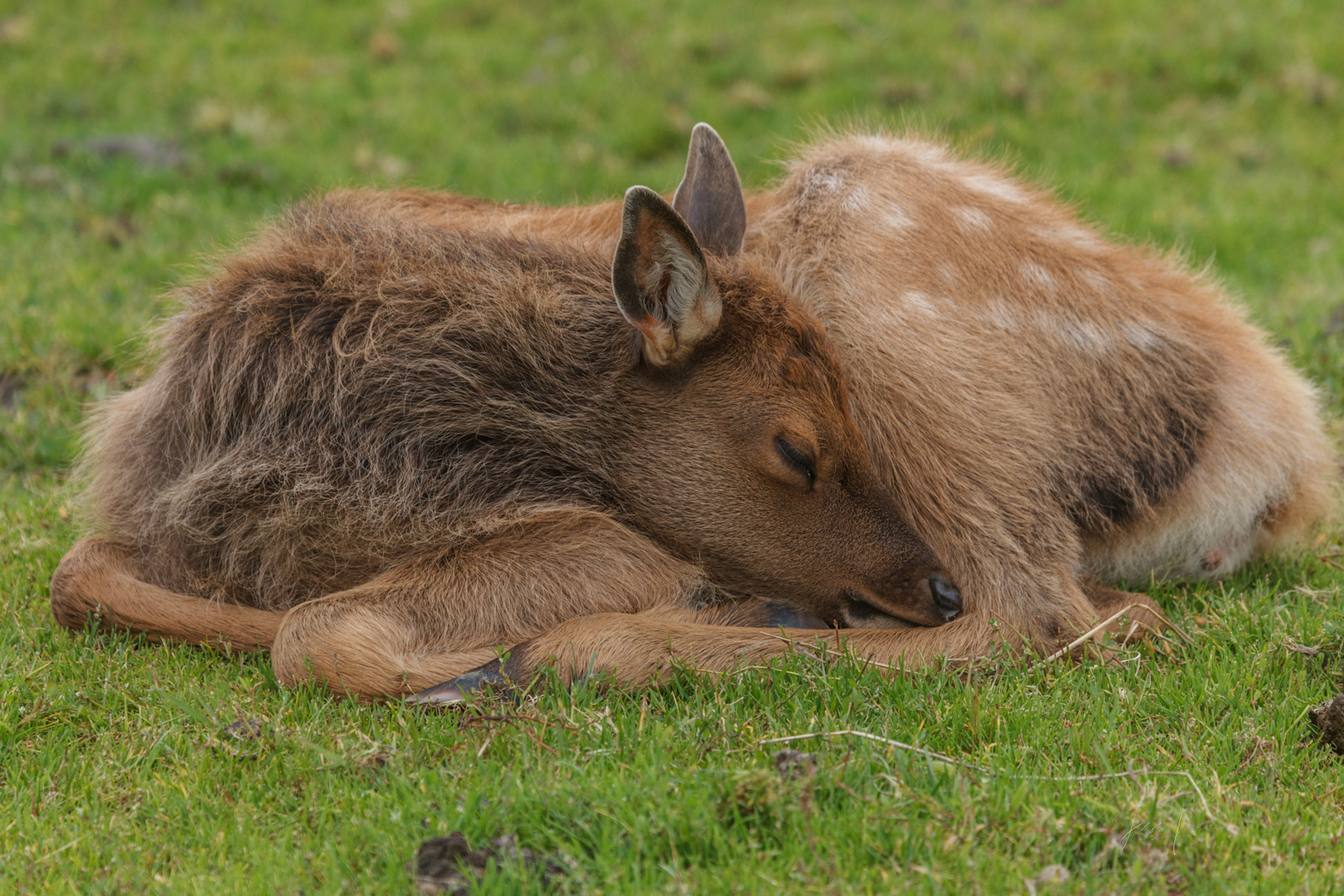 Elk Calf Photo,