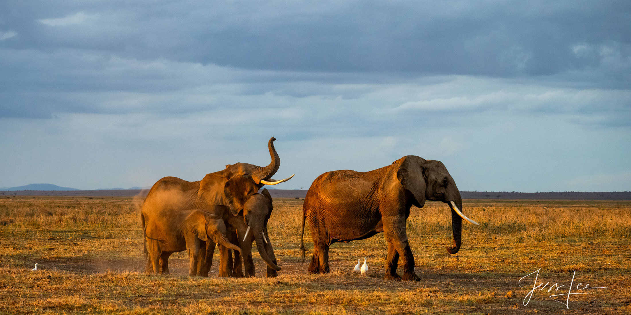 Elephant mom at work