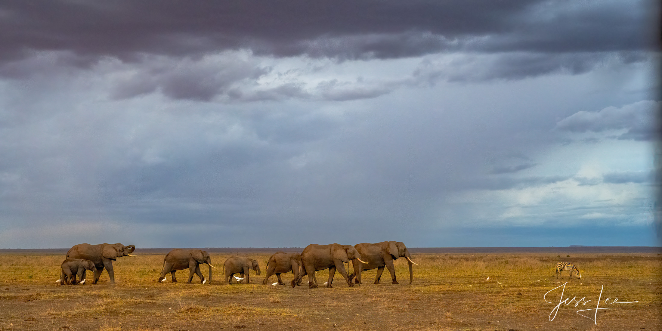 African Elephants moving from the marsh into the forest for the night.  Bring home the power and beauty with this limited edition...