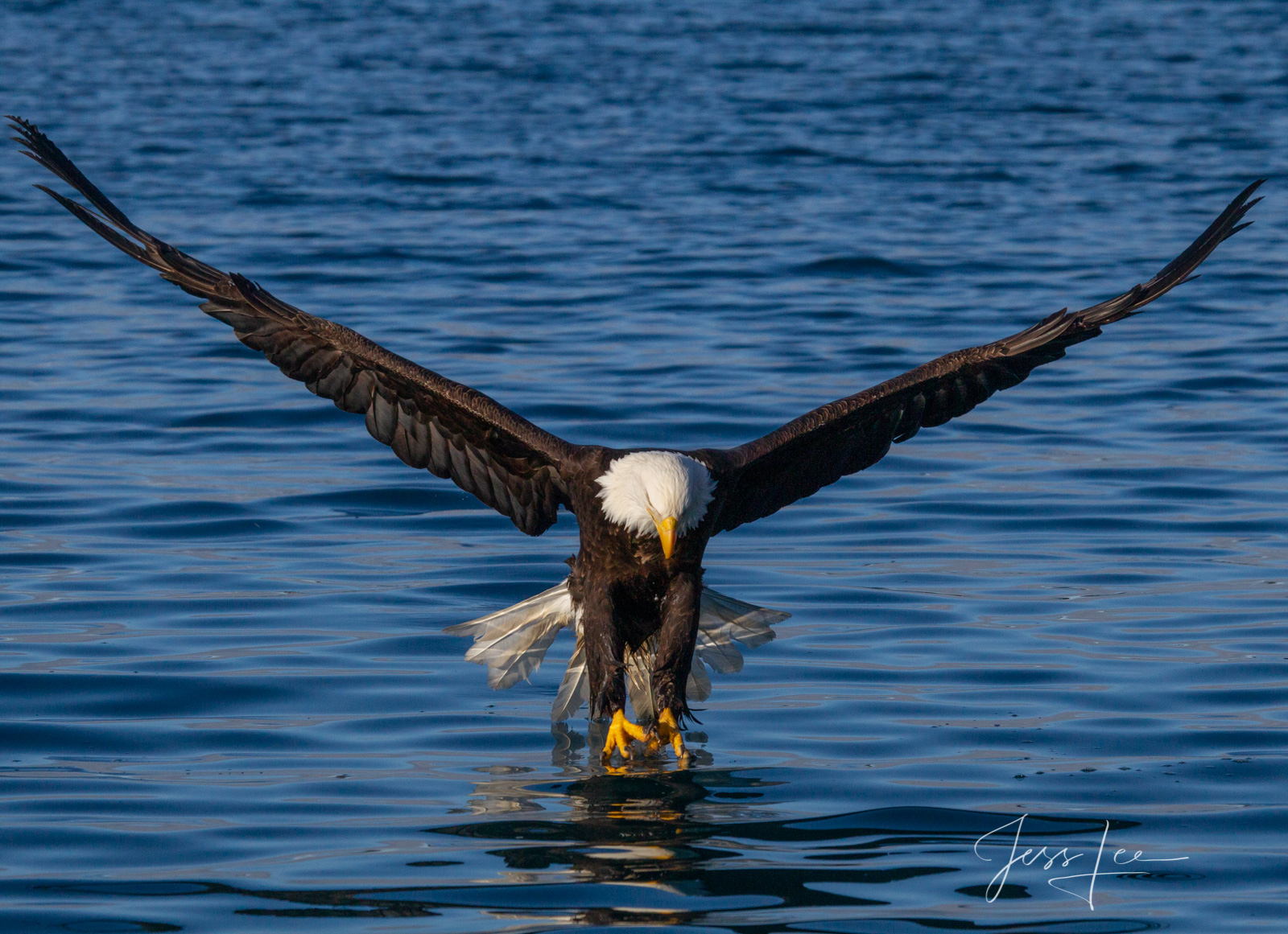 Bring home the power and beauty of the amazing fine art American Bald Eagle photograph Eyes on the Target by Jess Lee from his...