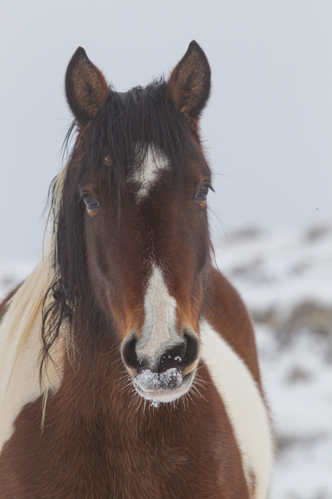 Wild Horses in Winter. Winter Paint a Fine Art Limited Edition Prints by Jess Lee. Bring home the beauty Order yours Today.