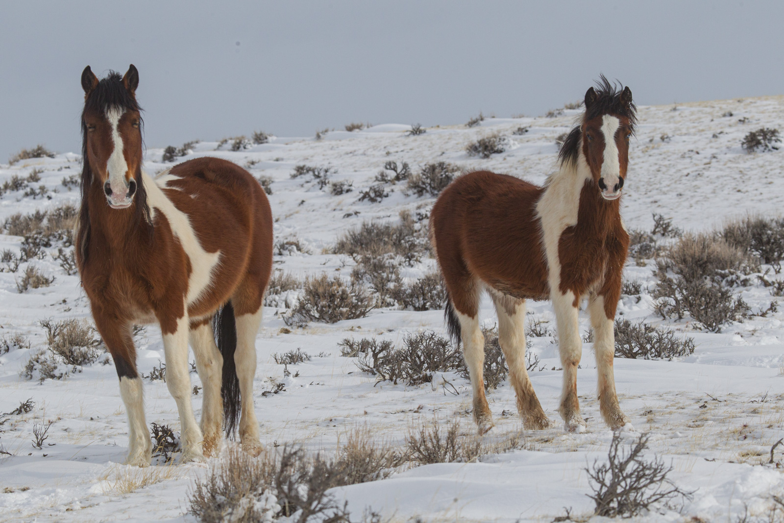 Wild Horses in Winter. Paint Pair a Fine Art Limited Edition Prints by Jess Lee. Bring home the beauty Order yours Today.