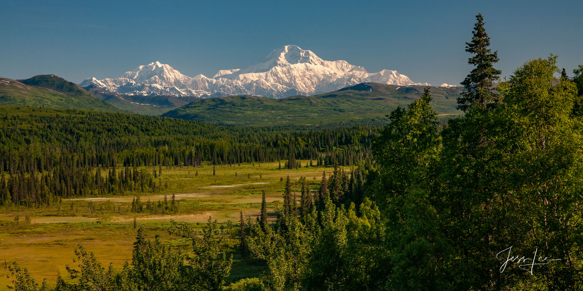 Snow covered mountains and lush evergreens in Denali National Park, Alaska  