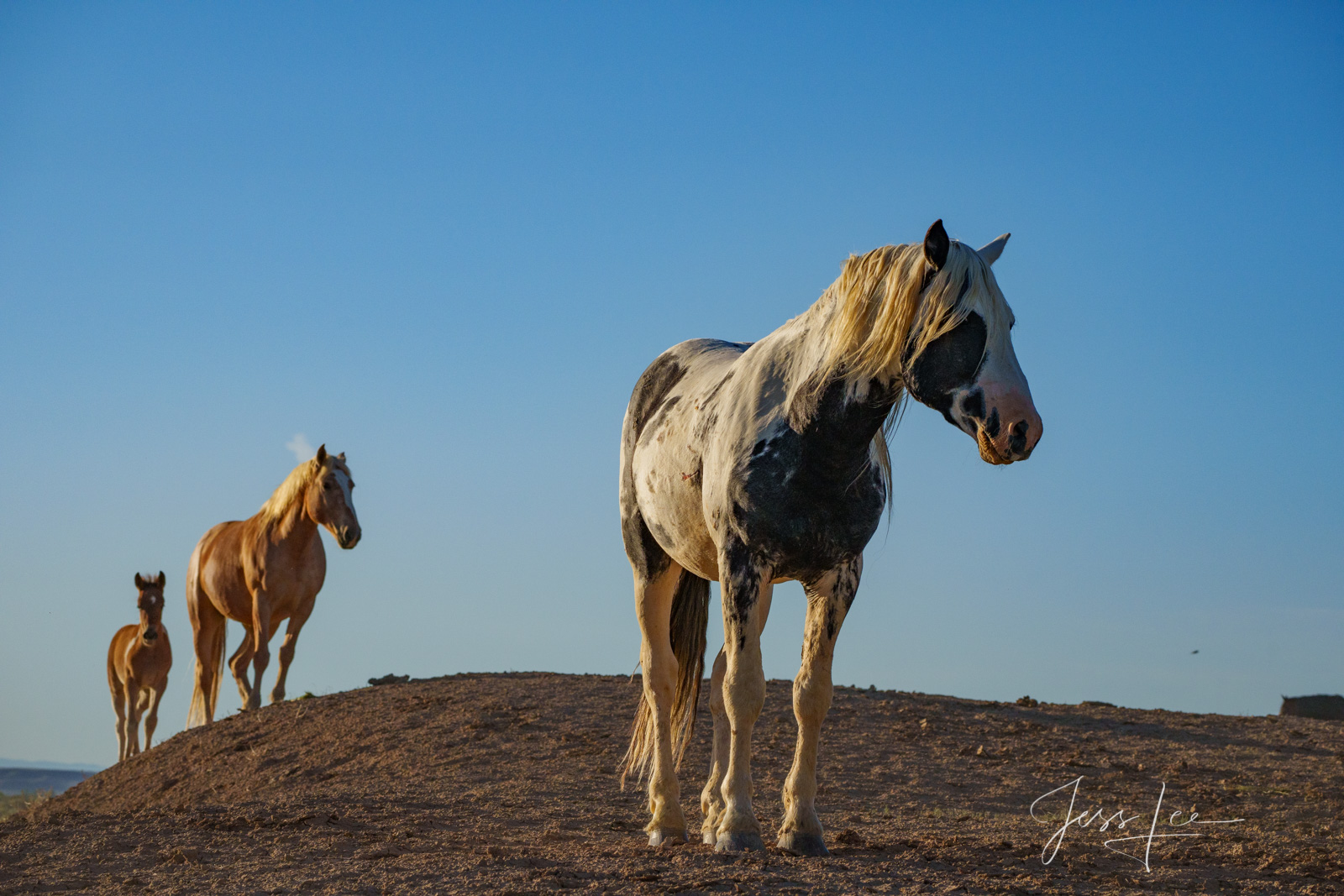 Fine Art Limited Edition Photography of Wild Herd of Mustang Horses. Wild Horses or Mustang herd. This is part of the luxurious...