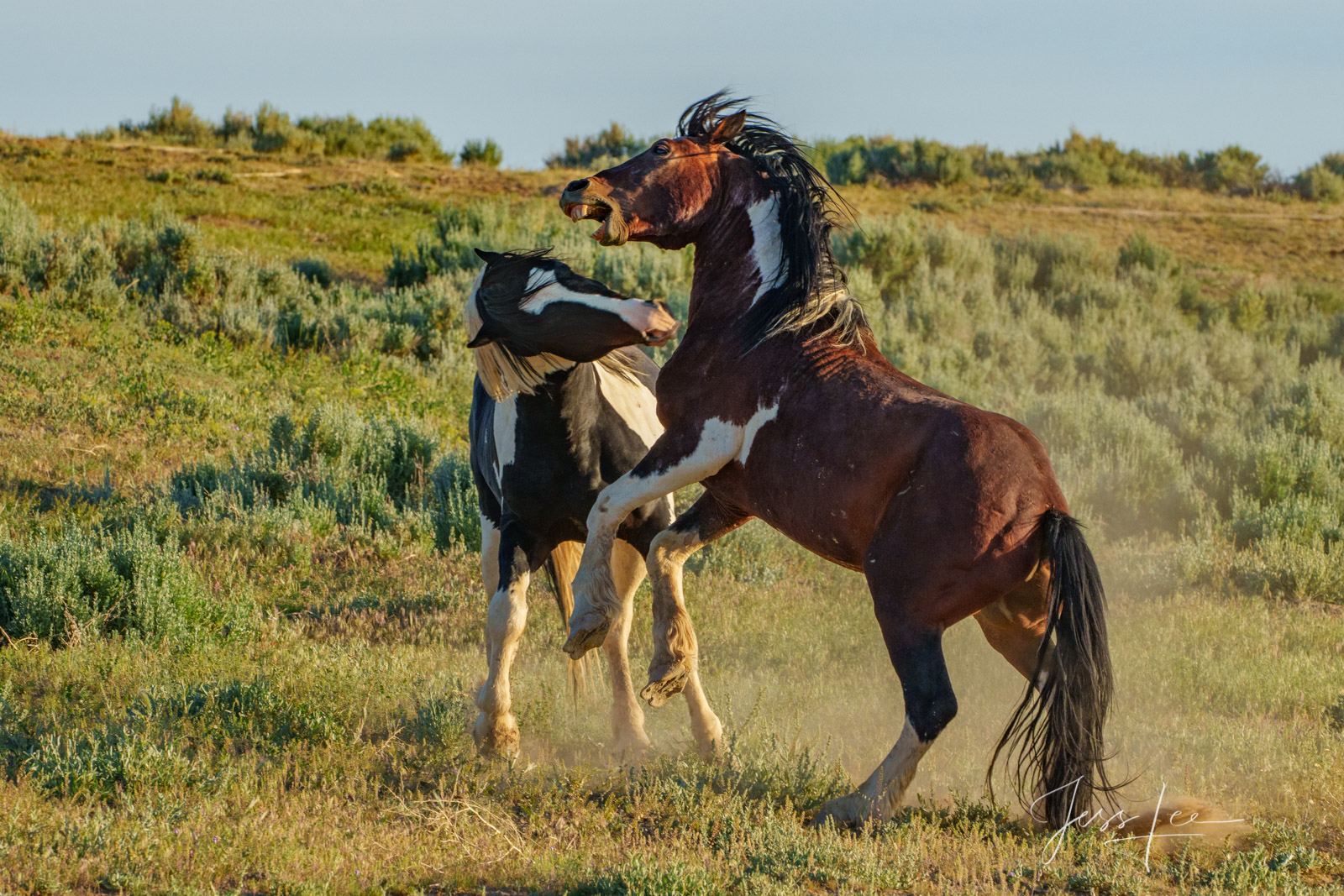 Fine Art Limited Edition Photography of Wild Herd of Mustang Horses in action. Wild Horses or Mustang herd. This is part of the...