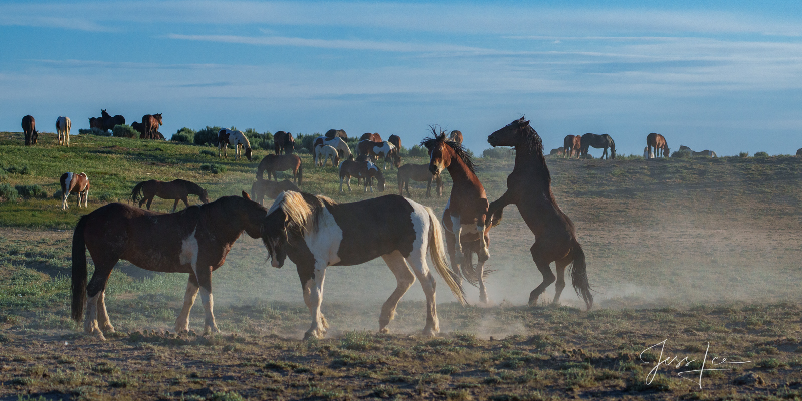 Fine Art Limited Edition Photography of Wild Herd of Mustang Horses. Wild Horses or Mustang herd. fight This is part of the luxurious...