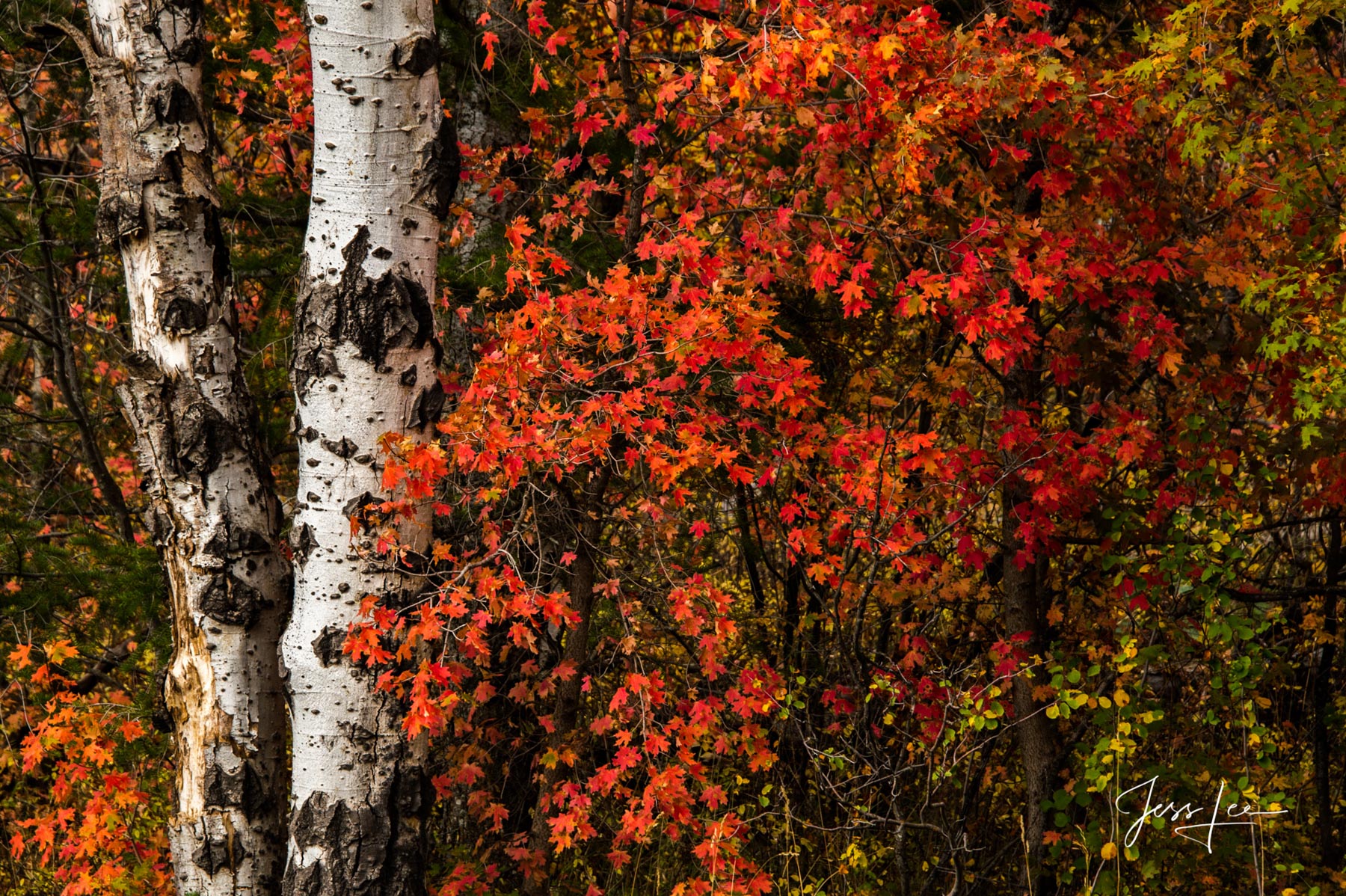 Flaming Birch Trees Fine Art Limited Edition of 200 Exclusive high-resolution Museum Quality Fine Art Prints of Flaming Birch...