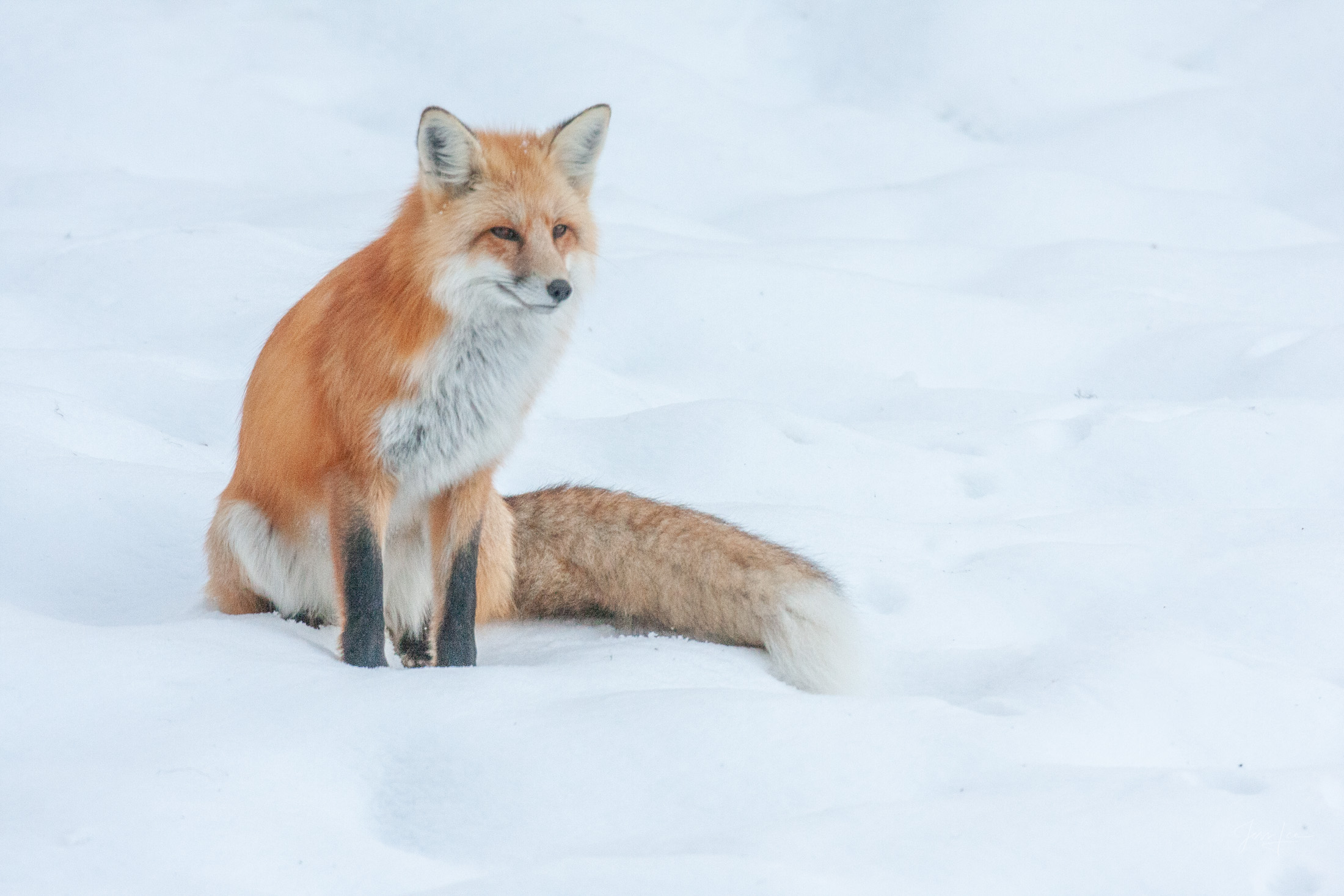 Fox Photo 3 presented in Limited Edition of 250 Exclusive high-resolution Museum Quality Fine Art Prints. Wildlife Photo of a...