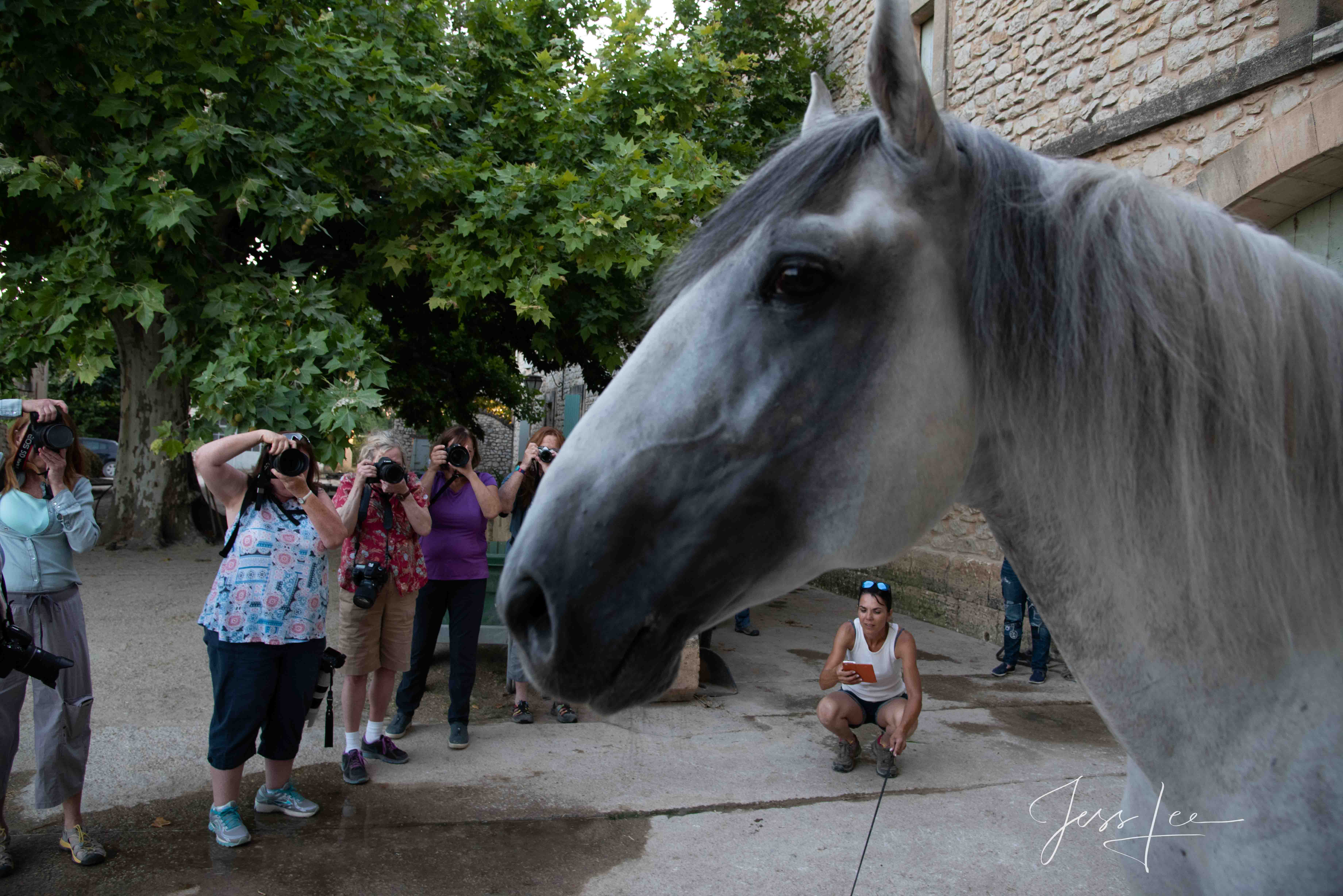 Horse People Fine Art, Limited Edition, Luxurious photographic prints of the horses of the Camargue and Provence region of France. These Fine...