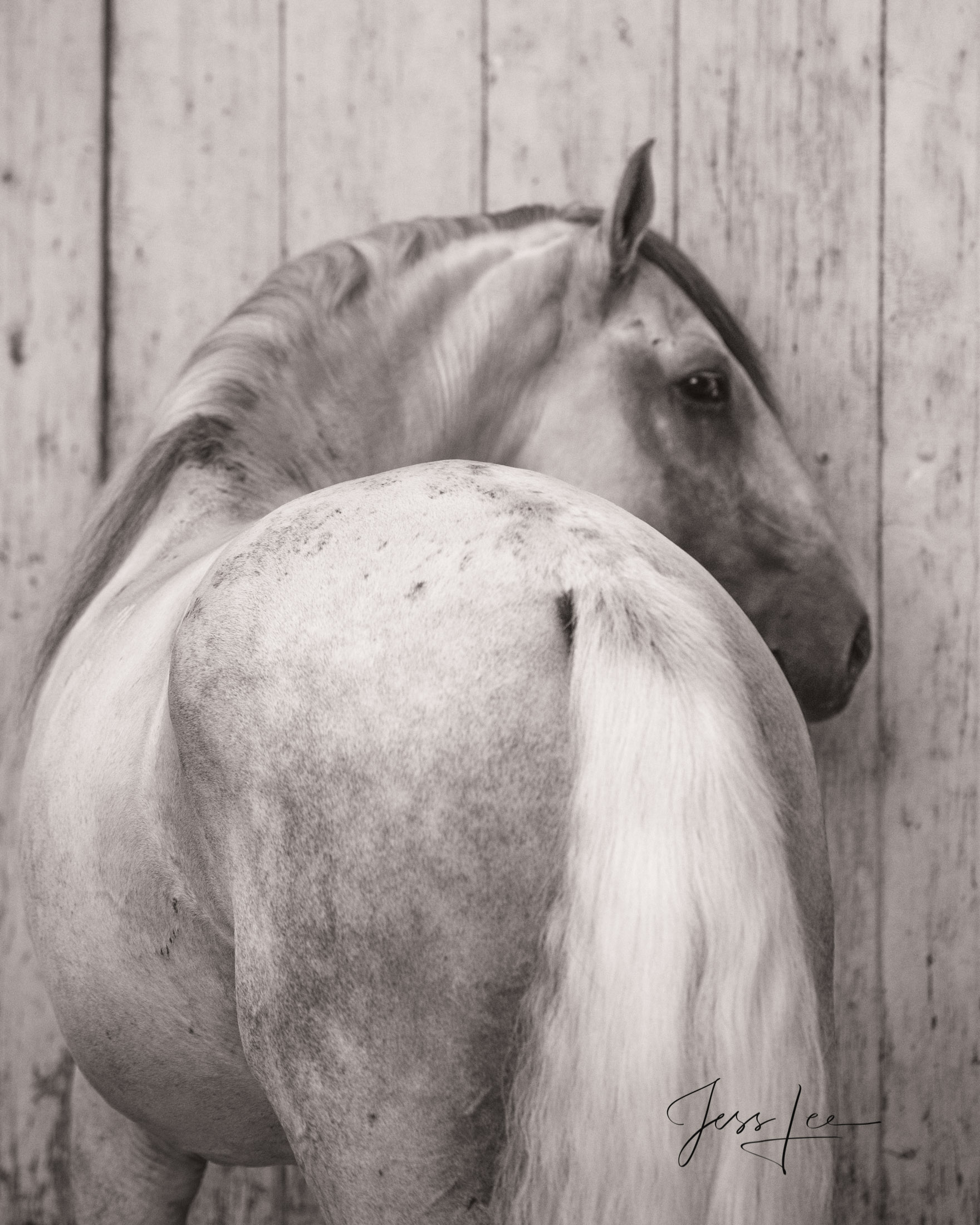 Camargue #7 Fine Art, Limited Edition, Luxurious photographic prints of the horses of the Camargue and Provence region of France...