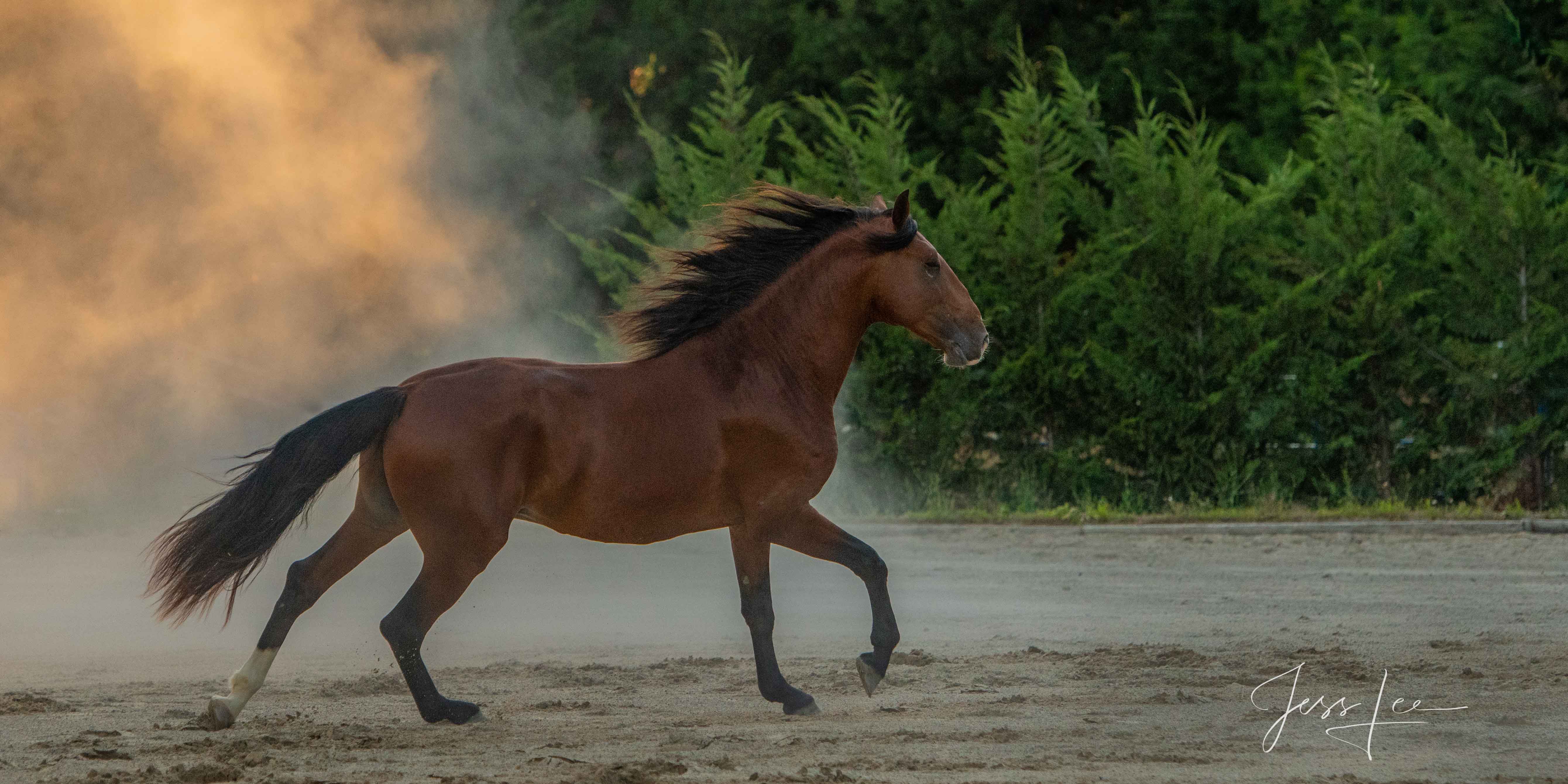 Camargue #4 Fine Art, Limited Edition, Luxurious photographic prints of the horses of the Camargue and Provence region of France...