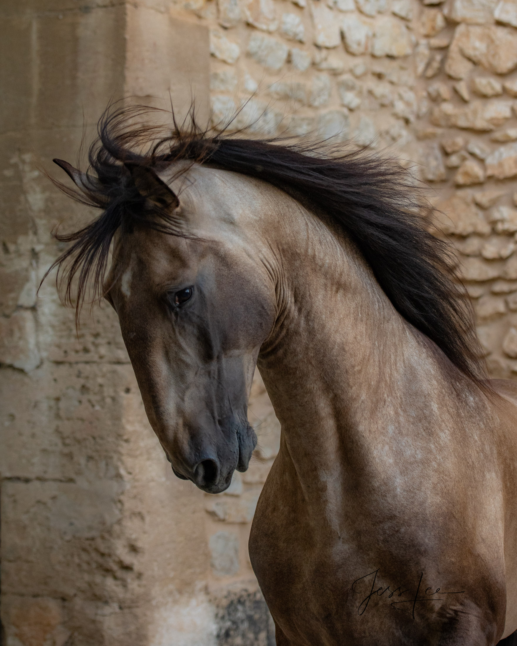 Camargue # 6 Fine Art, Limited Edition, Luxurious photographic prints of the horses of the Camargue and Provence region of France...