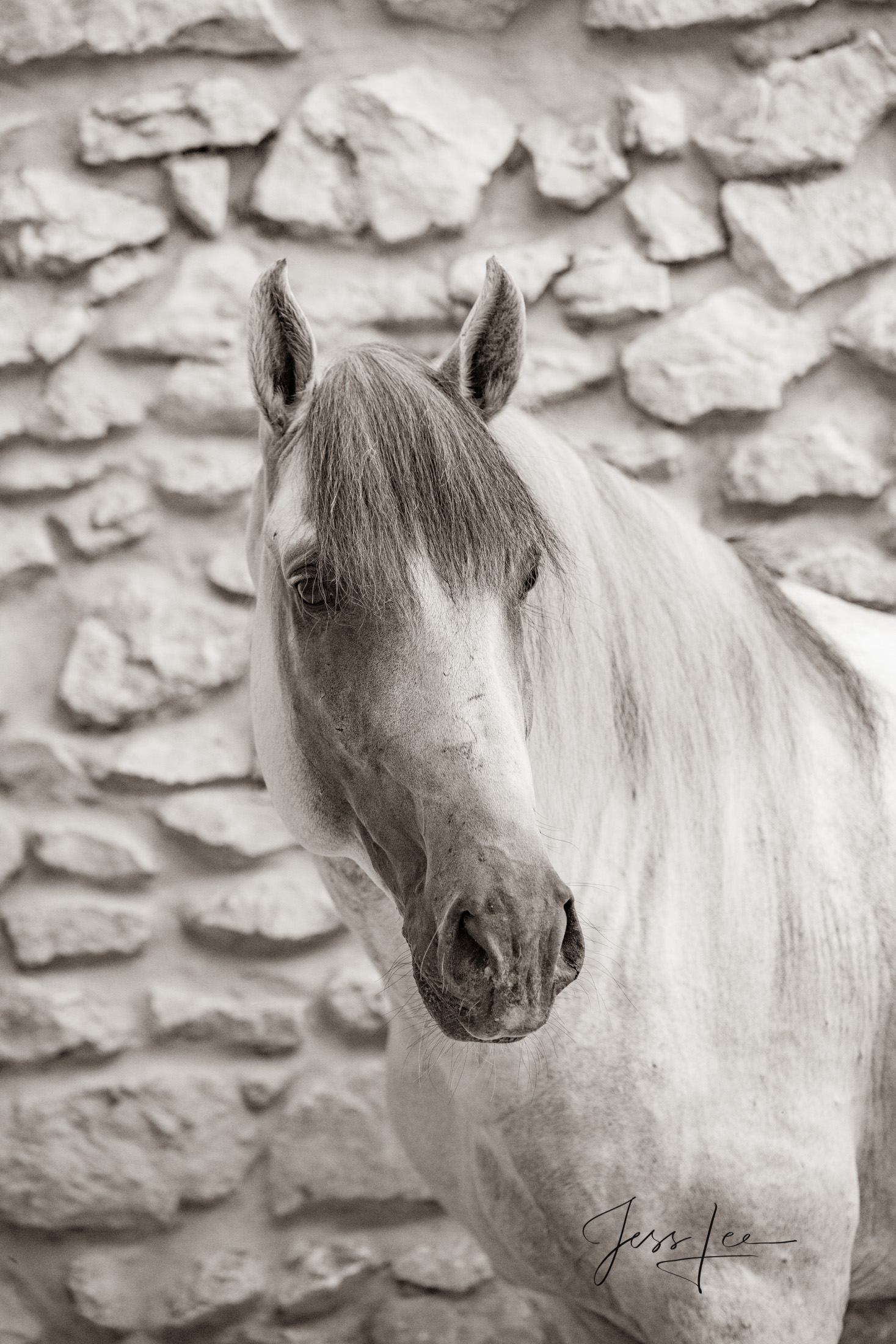 Camargue # 9 Fine Art, Limited Edition, Luxurious photographic prints of the horses of the Camargue and Provence region of France...